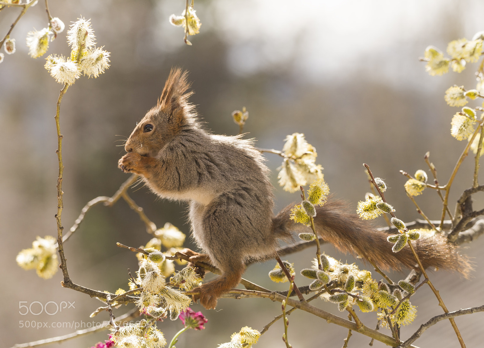 Nikon D810 sample photo. Red squirrel on branches photography