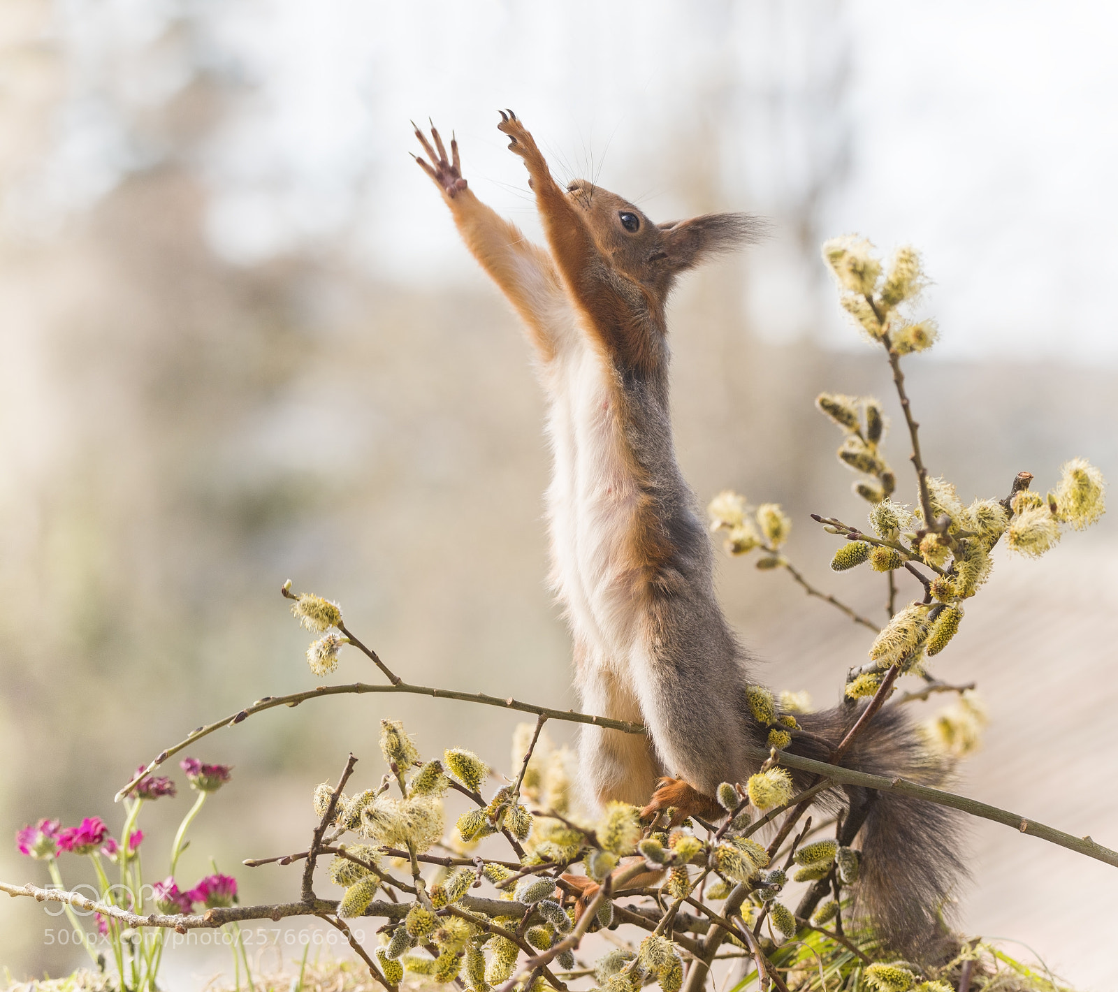 Nikon D810 sample photo. Red squirrel reaches on photography