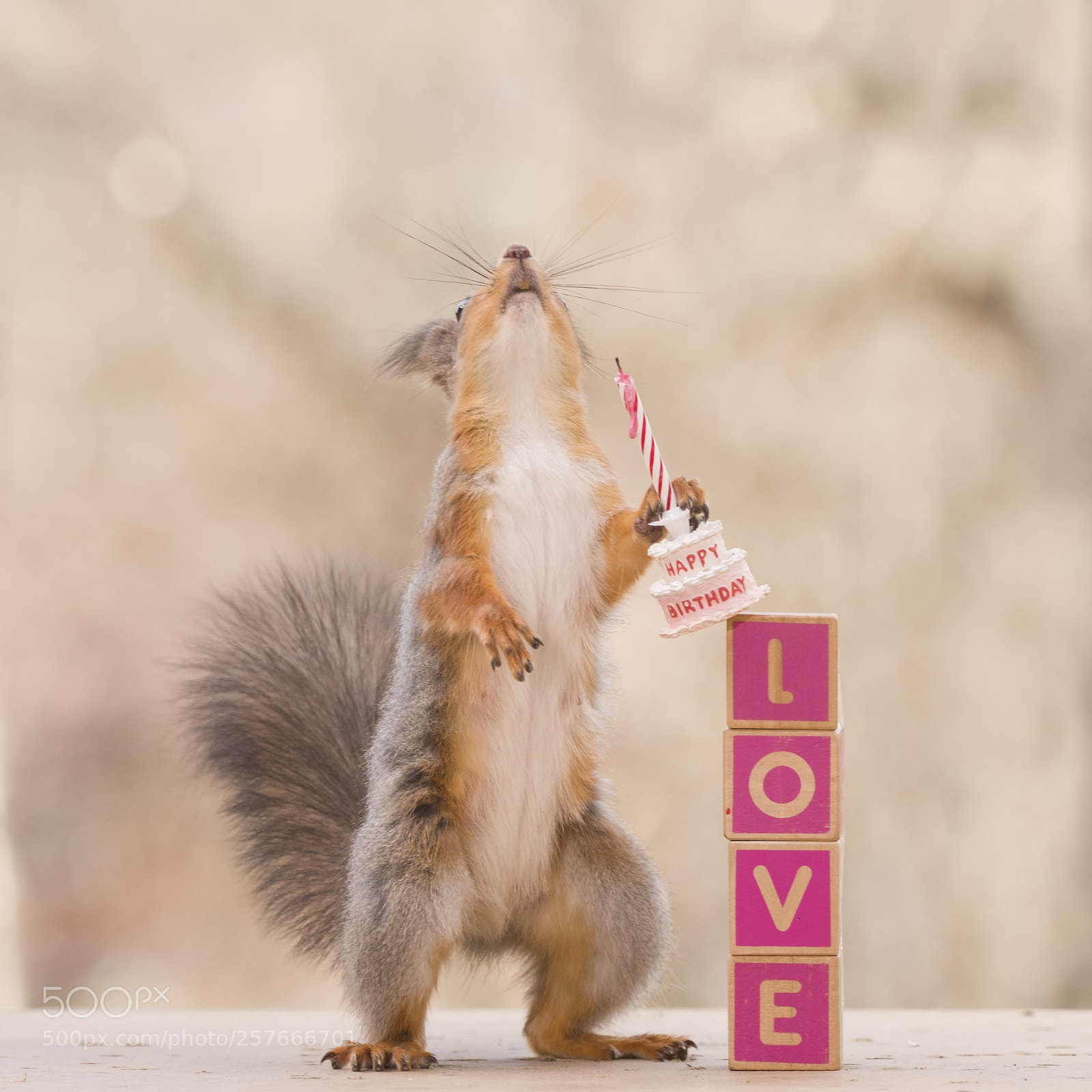 Nikon D810 sample photo. Red squirrel holding a photography
