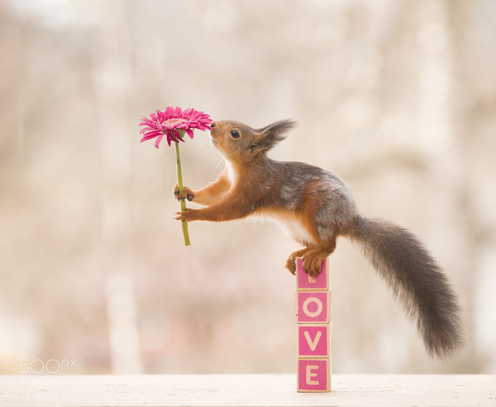 Nikon D810 sample photo. Red squirrel on love photography