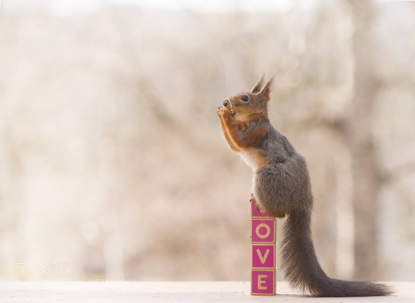 Nikon D810 sample photo. Red squirrel is holding photography