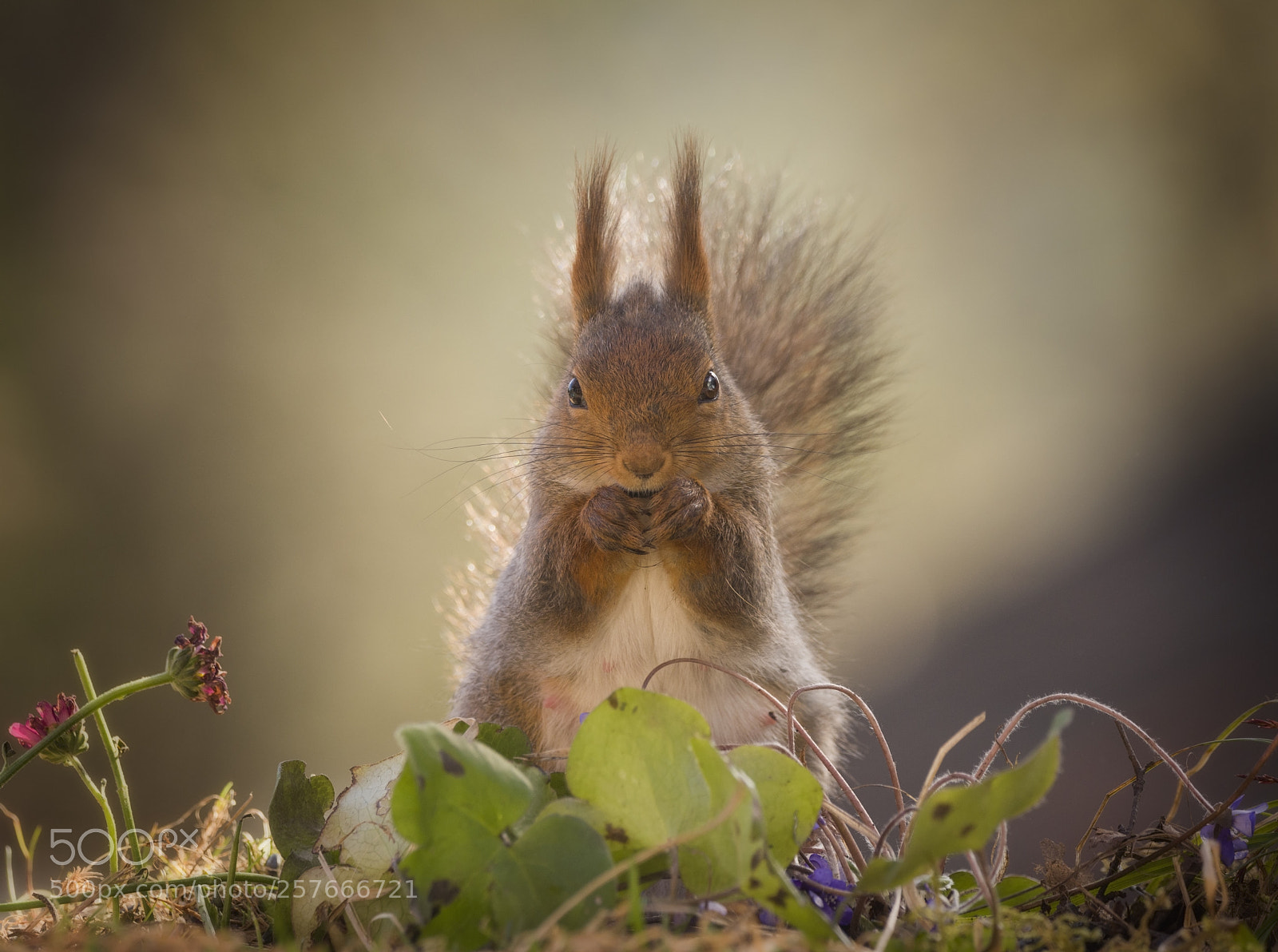 Nikon D810 sample photo. Red squirrel standing behind photography