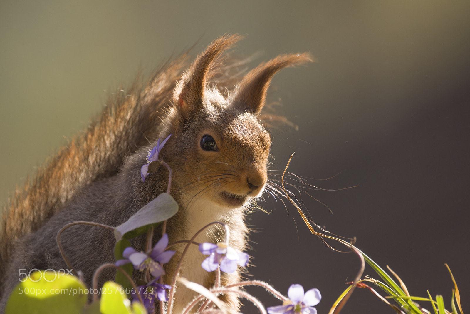 Nikon D810 sample photo. Closeup of red squirrel photography