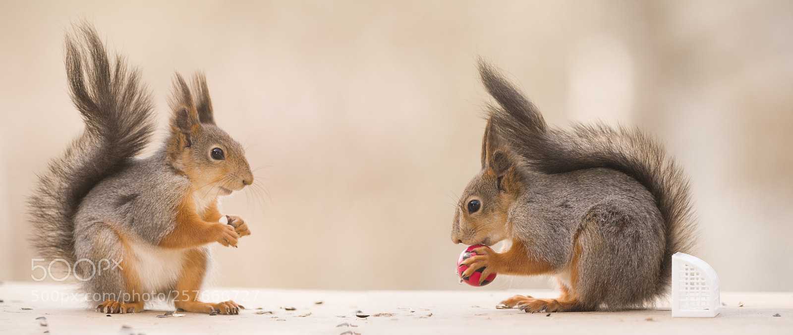 Nikon D810 sample photo. Two red squirrels with photography