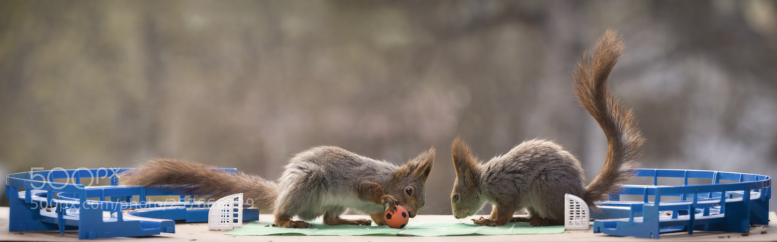 Nikon D810 sample photo. Red squirrels in an photography