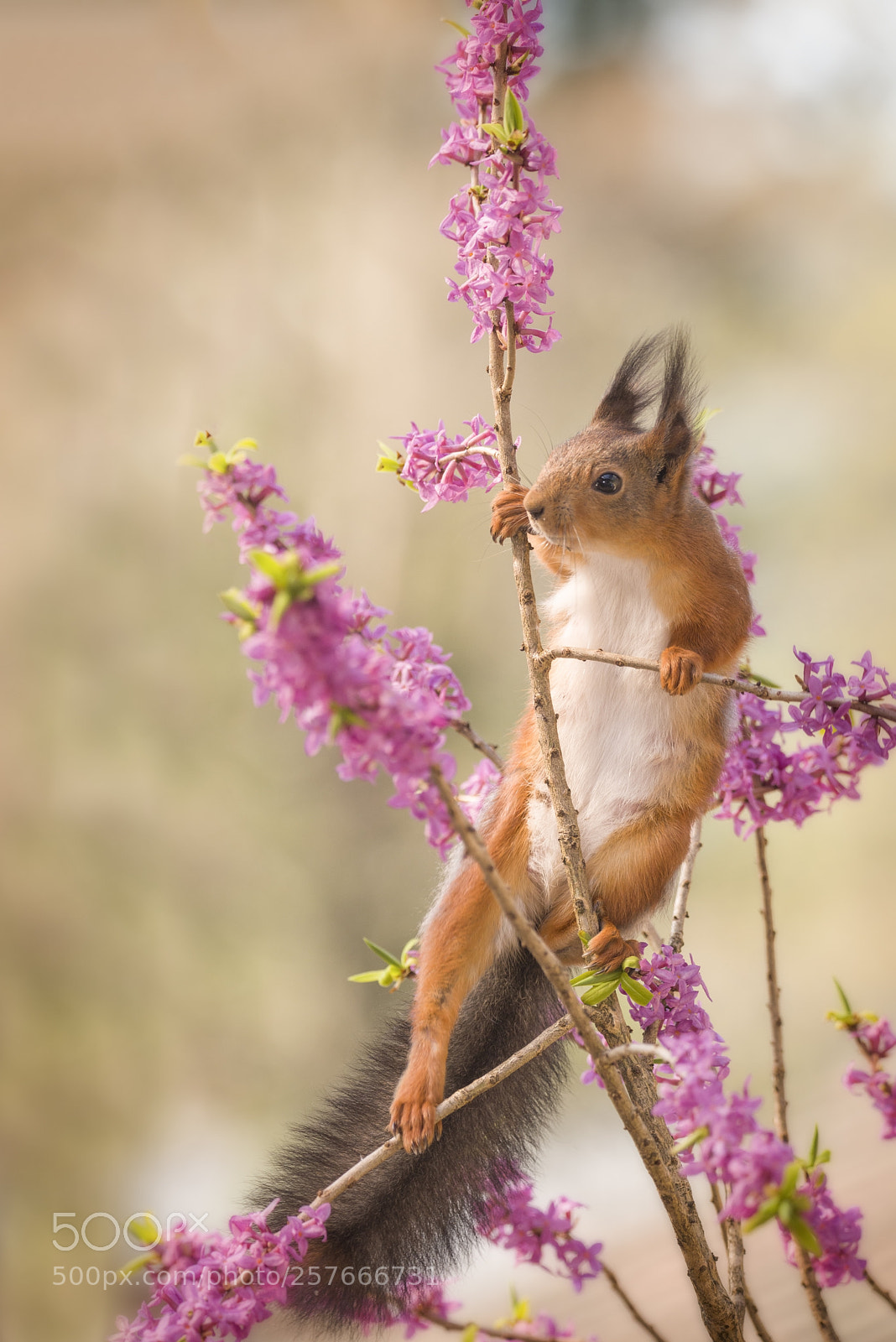 Nikon D810 sample photo. Red squirrel climbs between photography