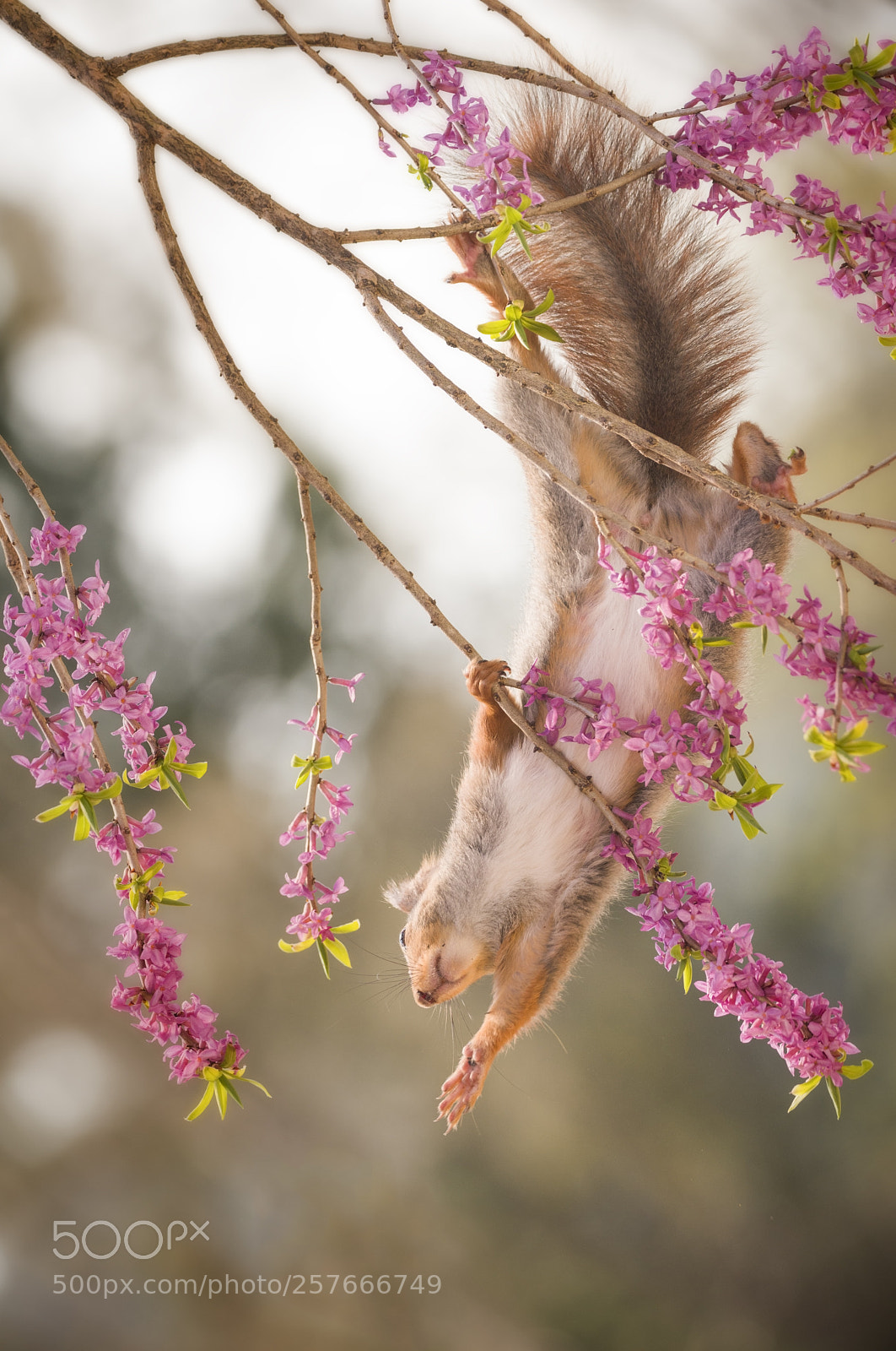 Nikon D810 sample photo. Red squirrel hanging between photography