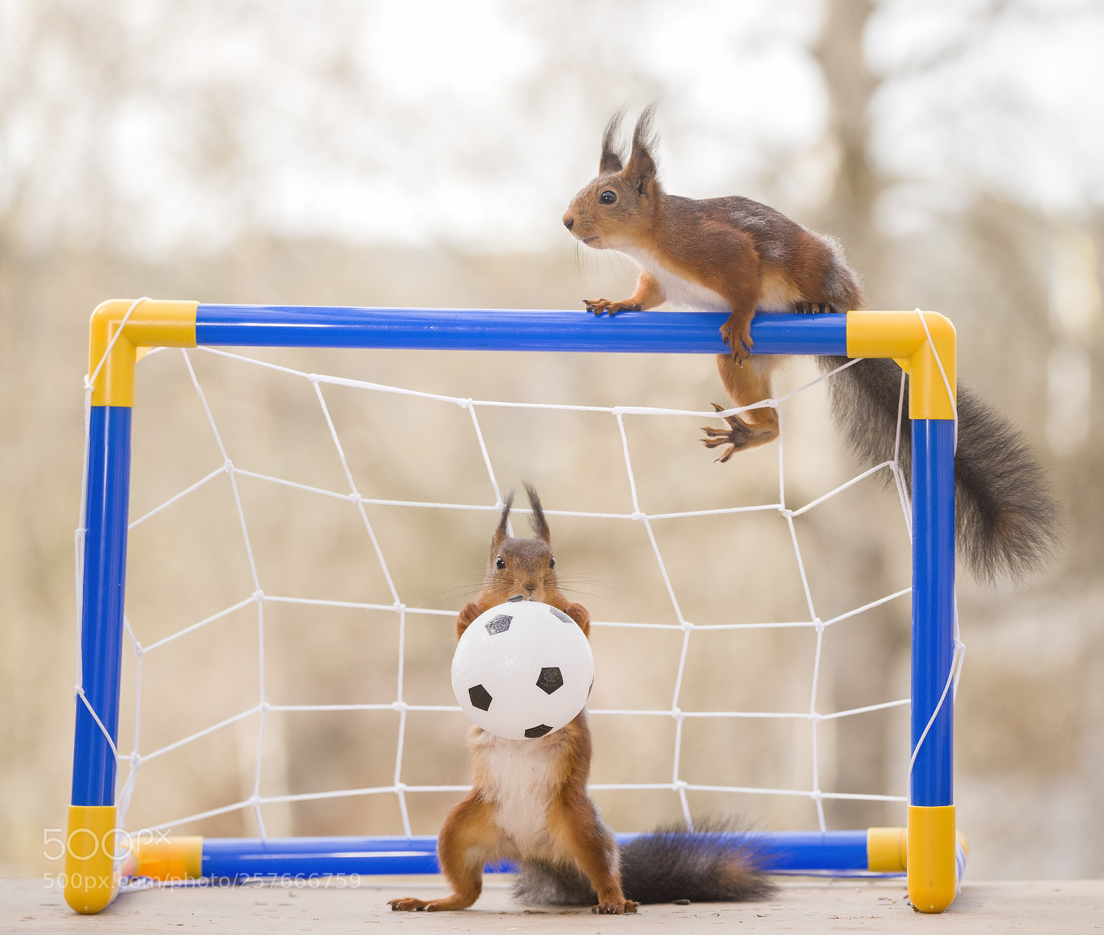 Nikon D810 sample photo. Red squirrel as a photography