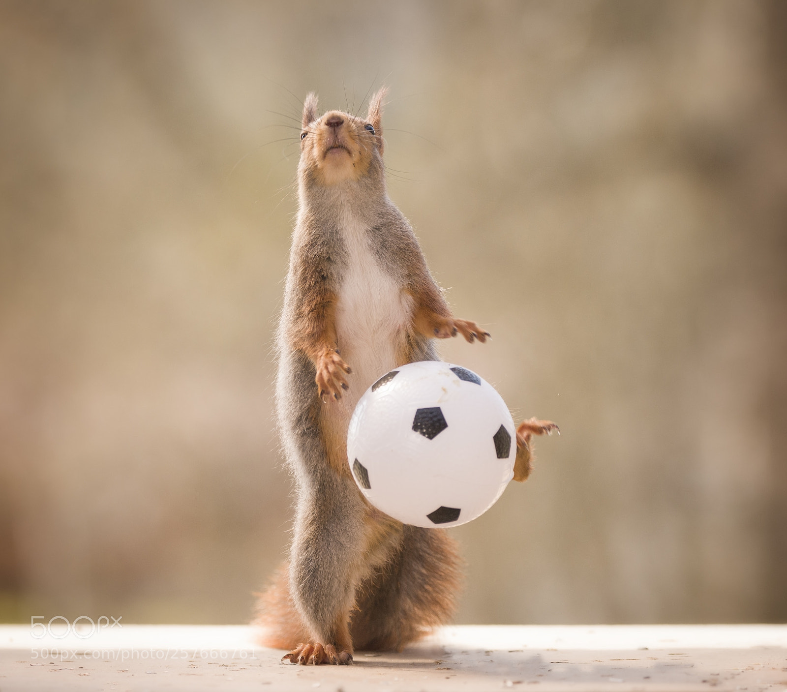 Nikon D810 sample photo. Red squirrel feet up photography