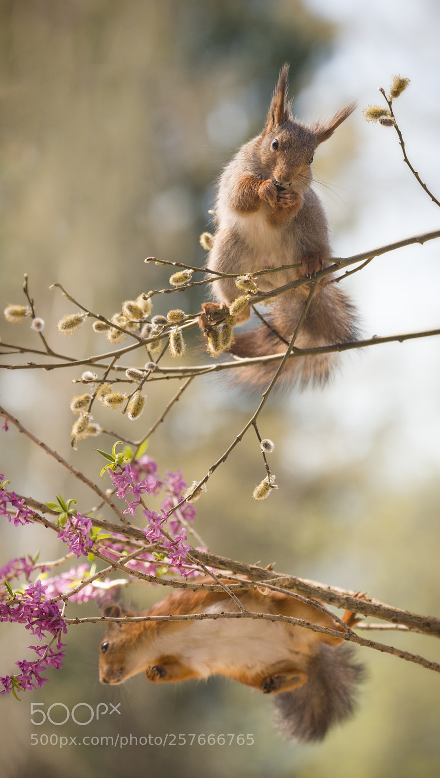 Nikon D810 sample photo. Red squirrels are standing photography