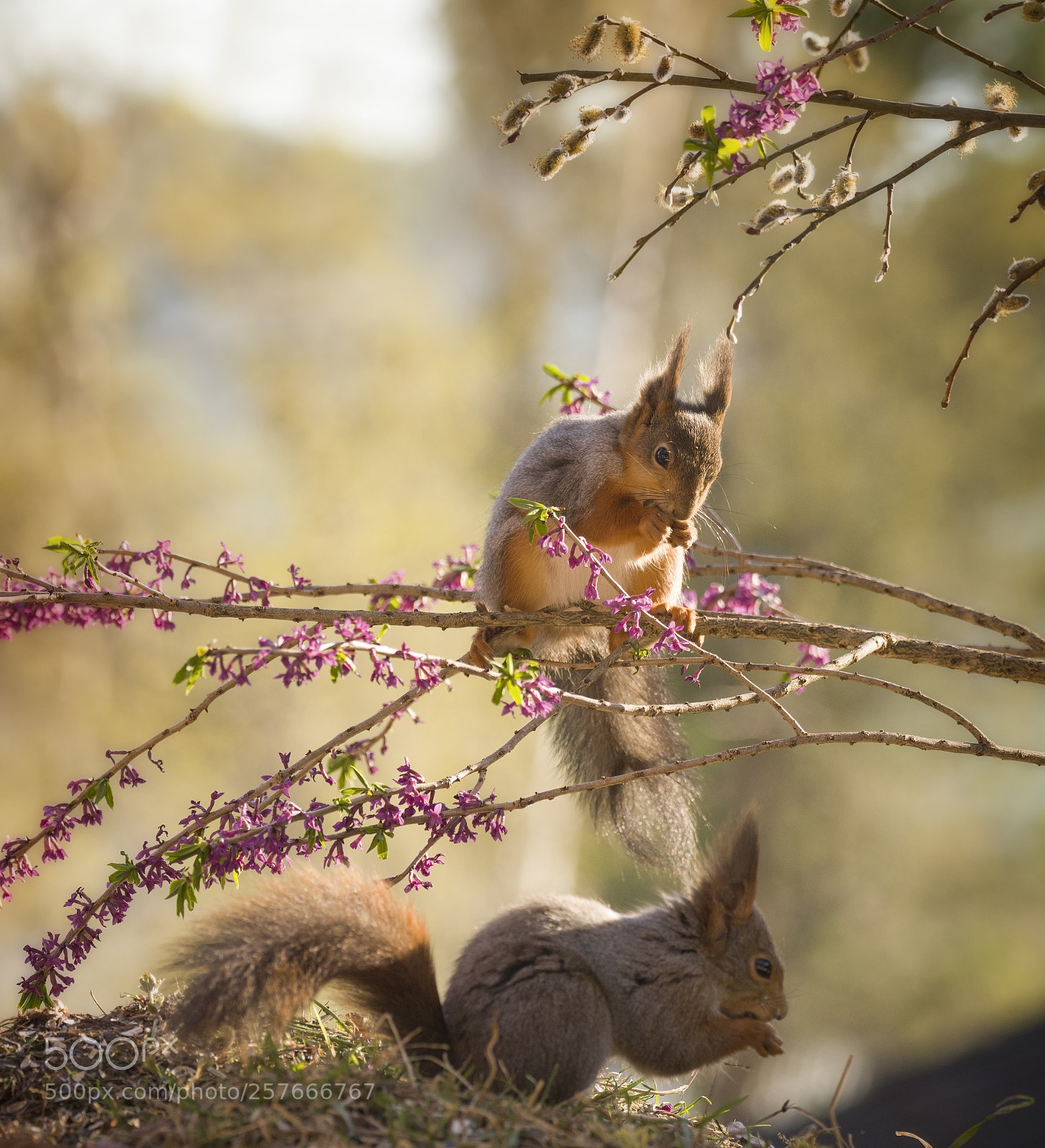 Nikon D810 sample photo. Red squirrel is looking photography
