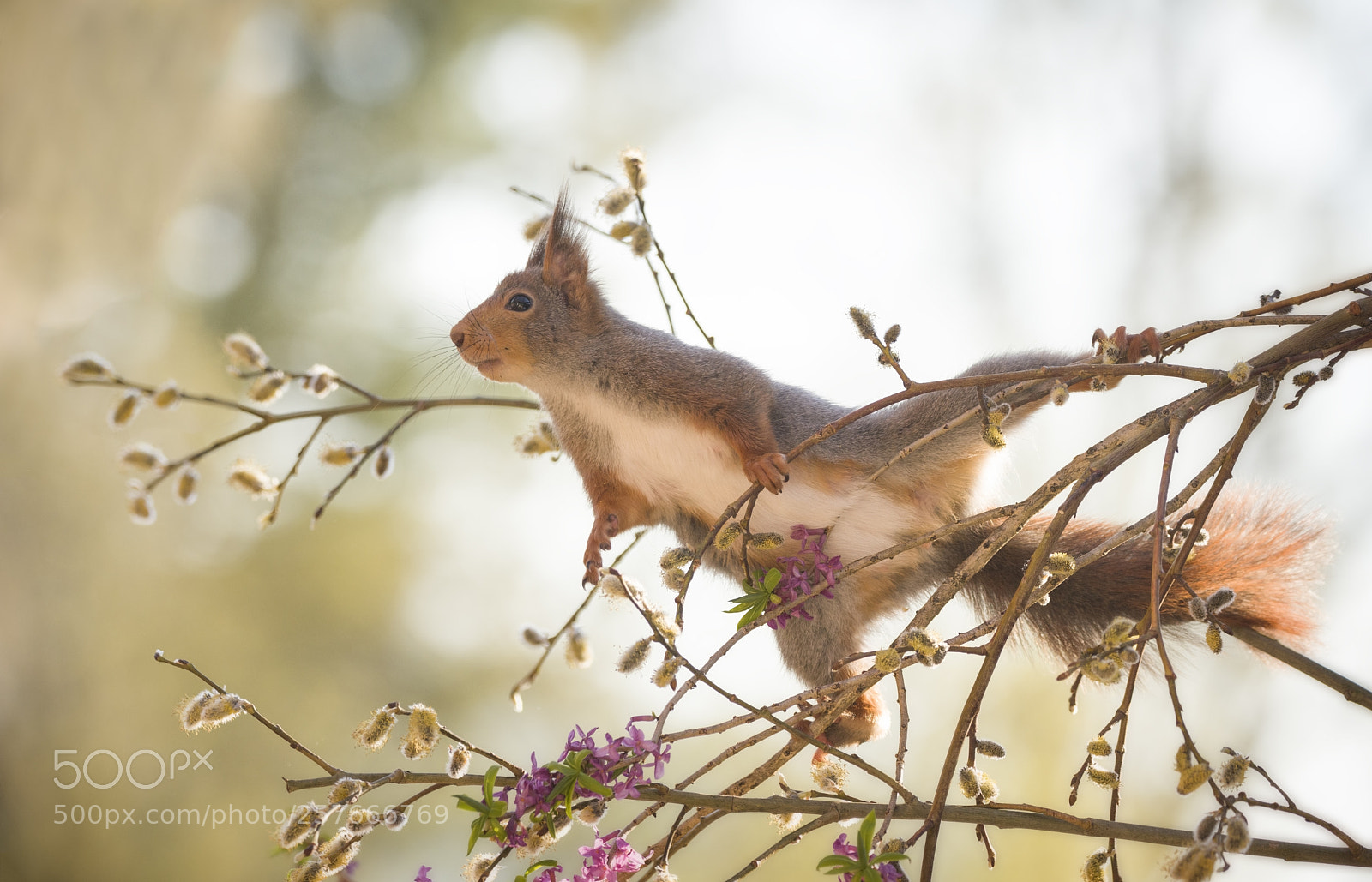 Nikon D810 sample photo. Red squirrel in a photography