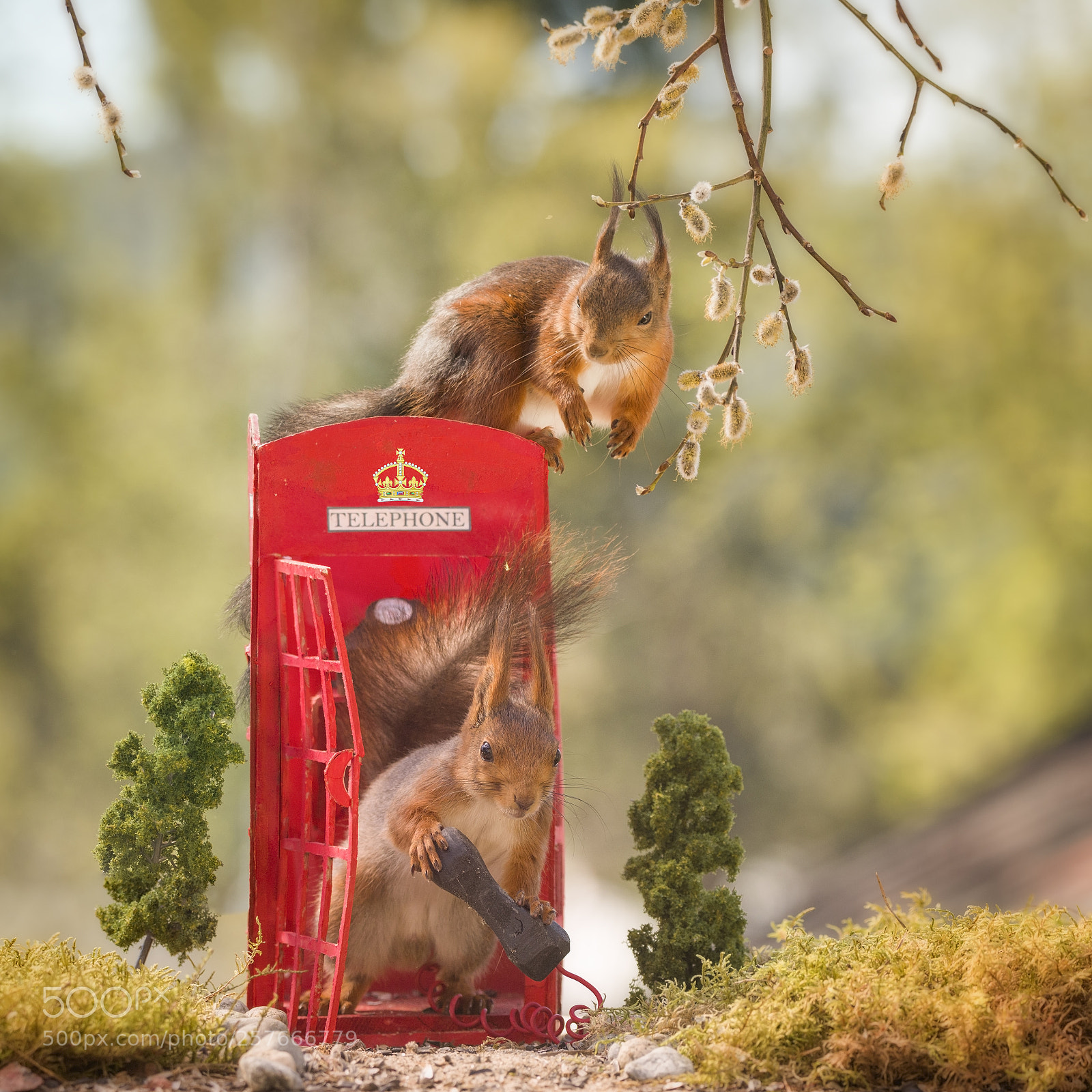 Nikon D810 sample photo. Red squirrels on and photography