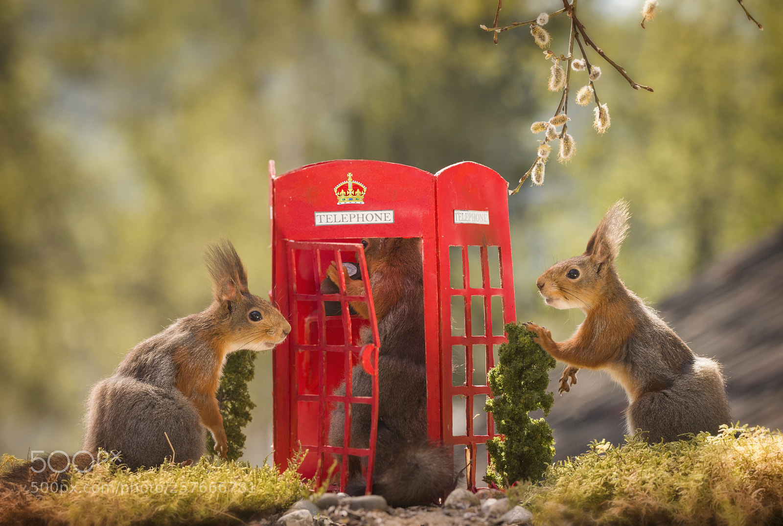 Nikon D810 sample photo. Three red squirrels with photography