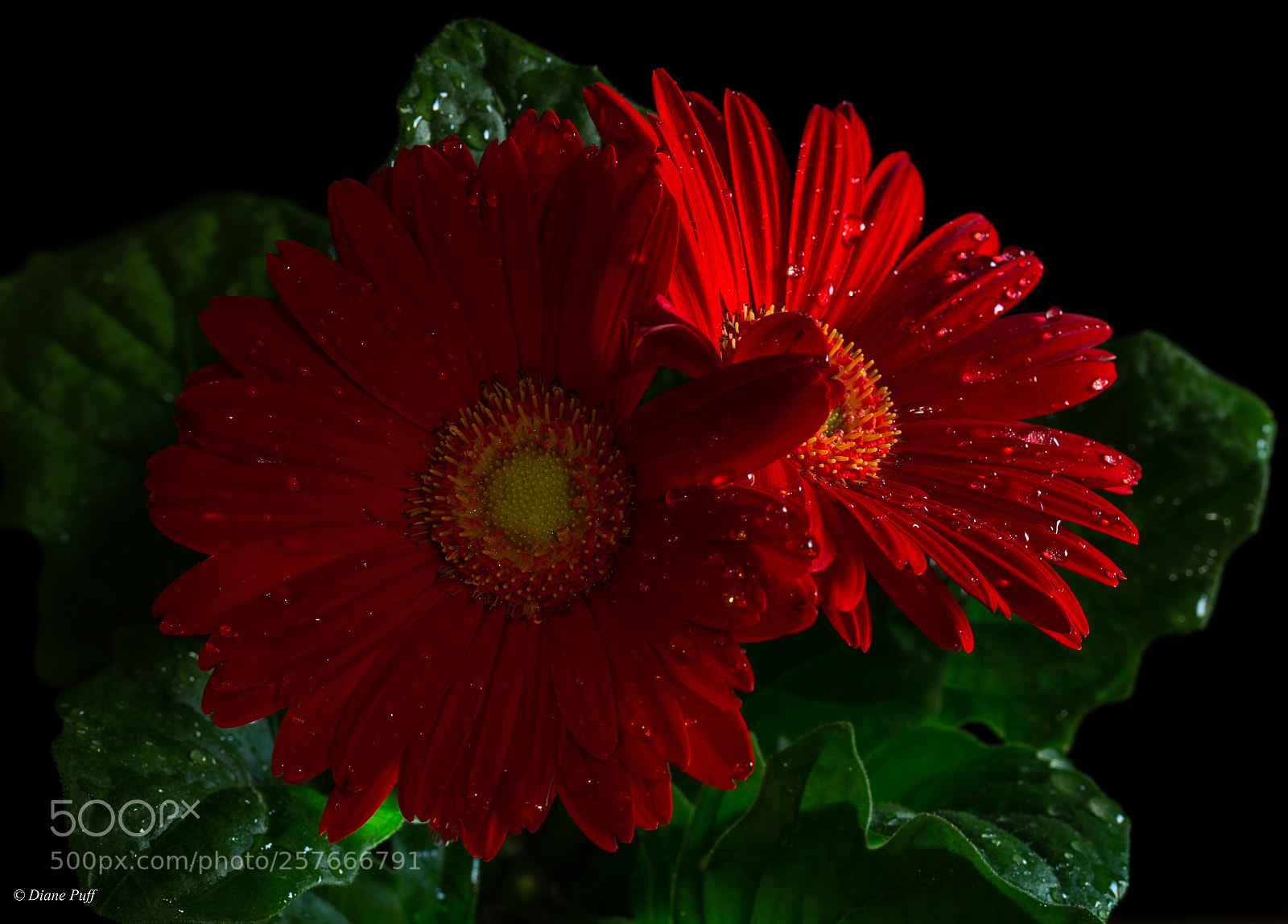 Canon EOS 6D sample photo. Red gebera daisy photography