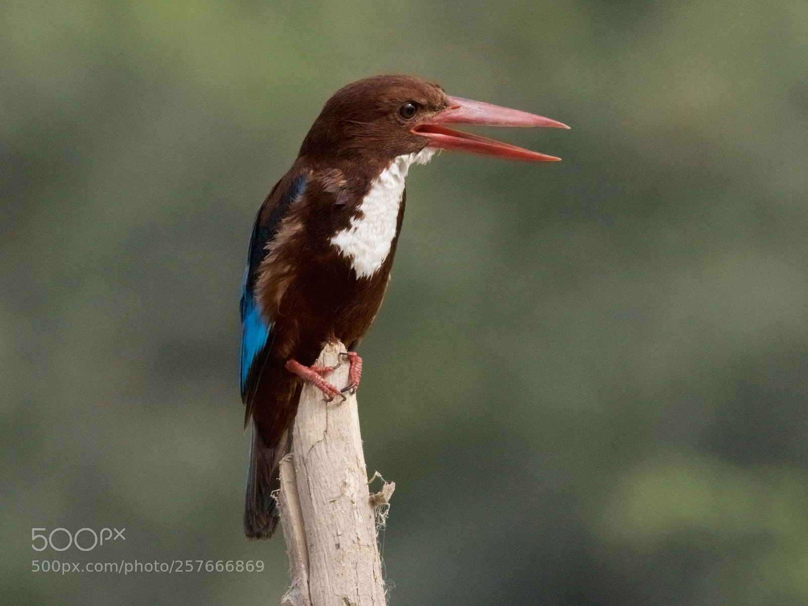 Nikon D500 sample photo. Perched photography