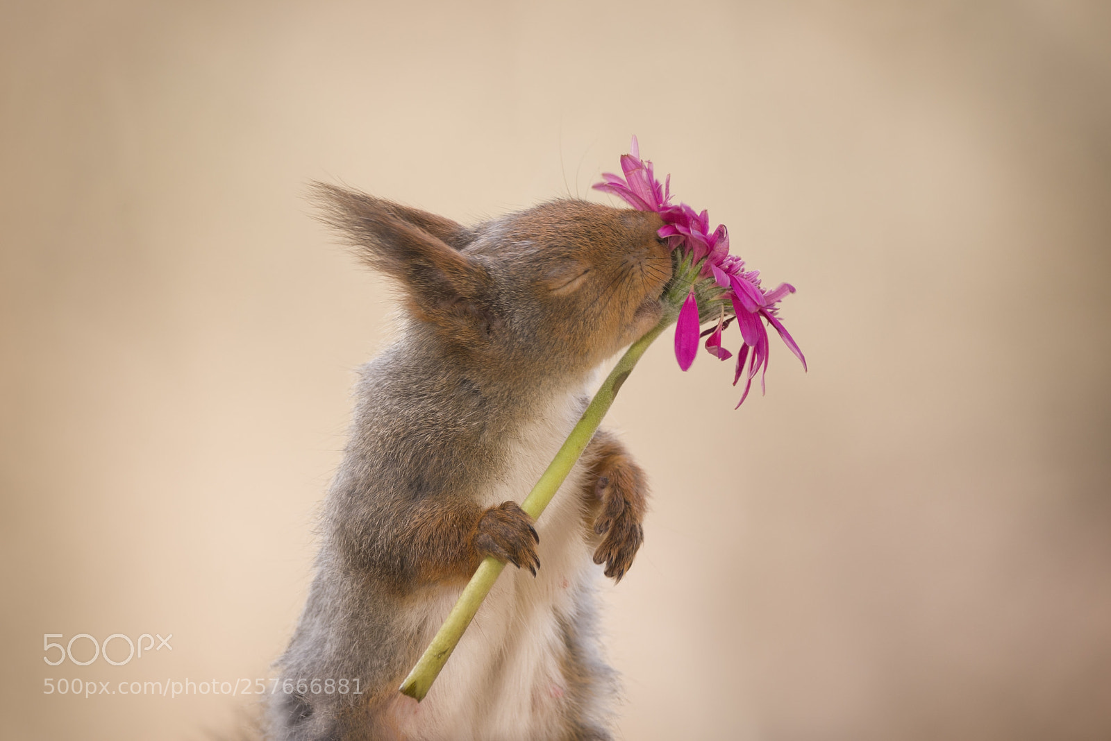 Nikon D810 sample photo. Red squirrel is holding photography