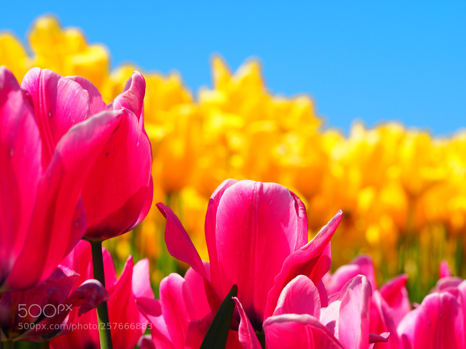 Olympus OM-D E-M1 sample photo. Flowers at tulip town photography