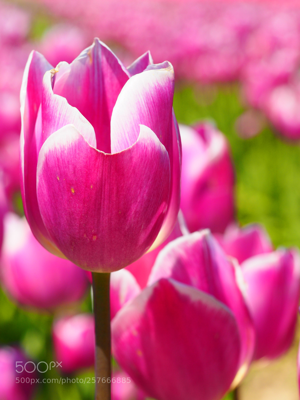 Olympus OM-D E-M1 sample photo. Flowers at tulip town photography