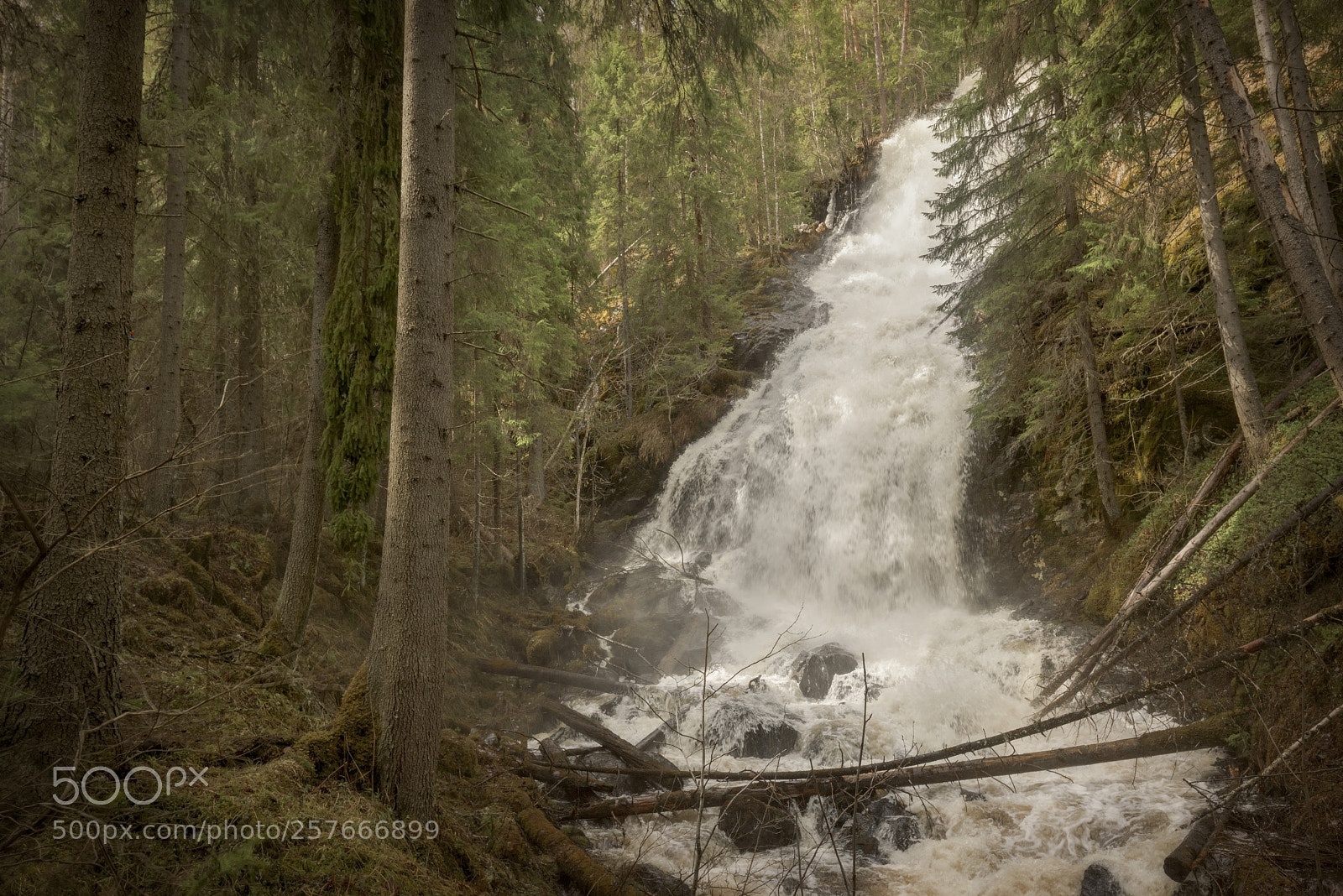 Nikon D810 sample photo. Waterfall and trees in photography