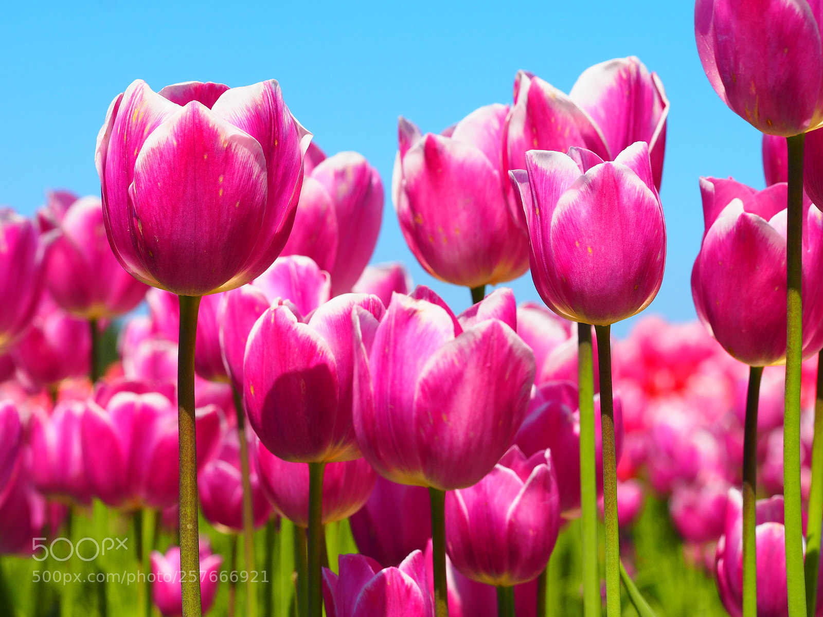 Olympus OM-D E-M1 sample photo. Flowers at tulip town photography