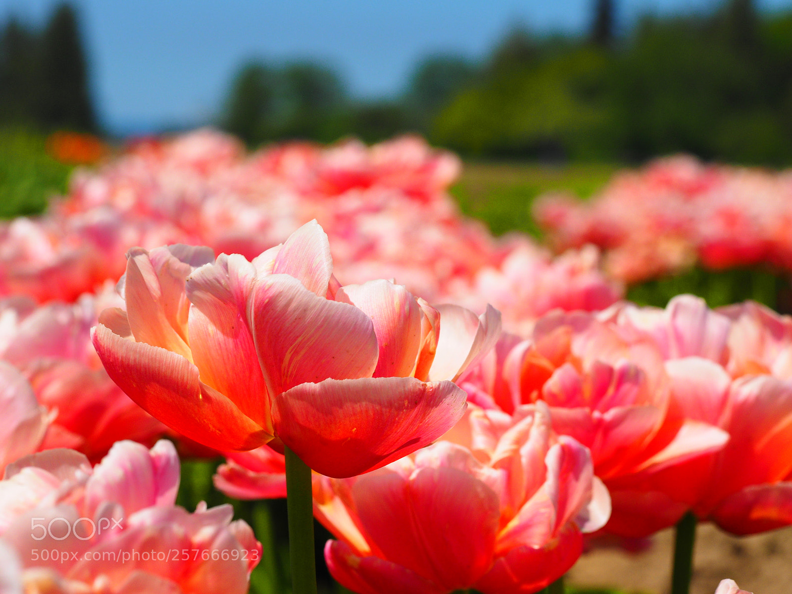 Olympus OM-D E-M1 sample photo. Flowers at tulip town photography