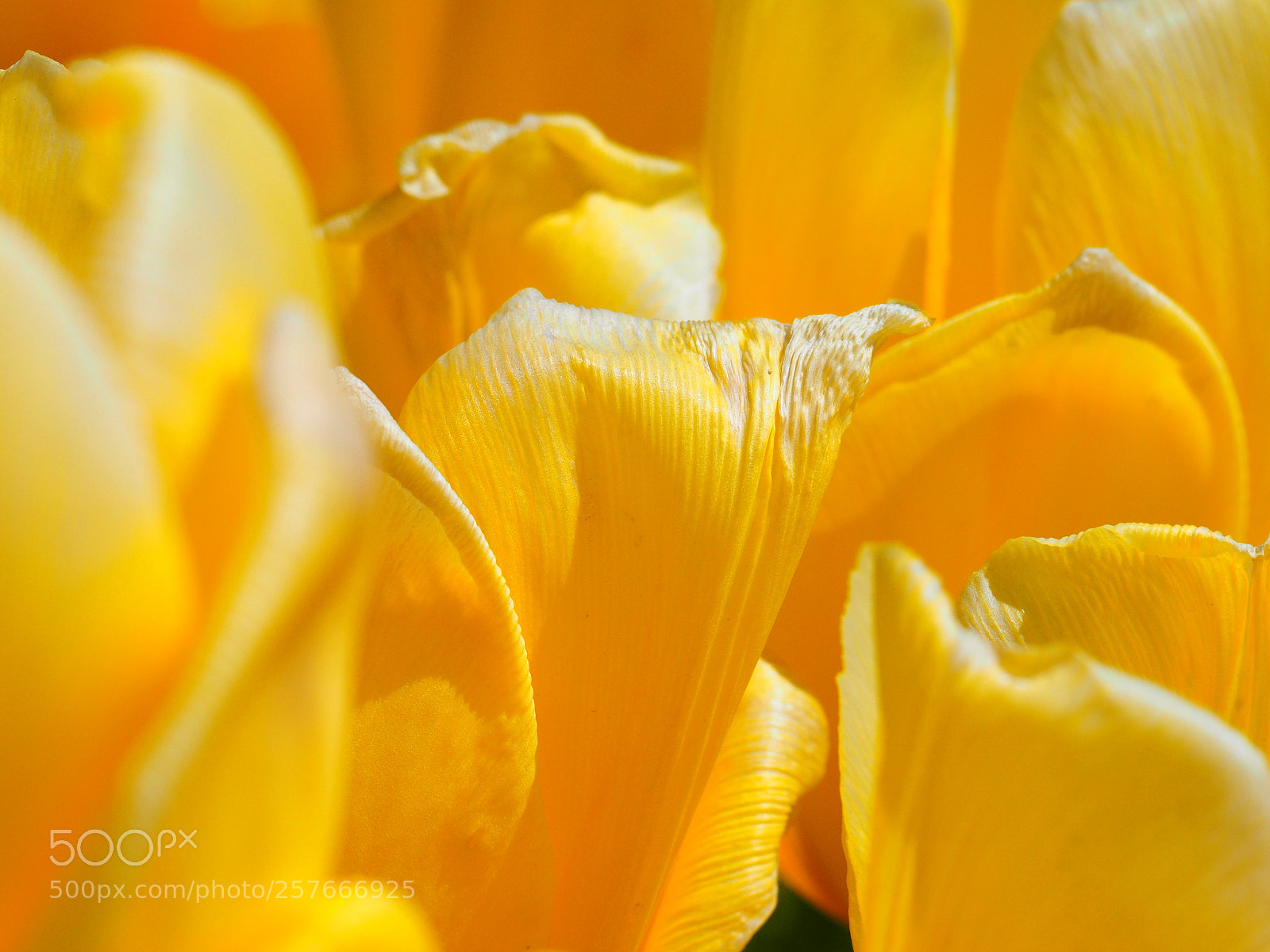 Olympus OM-D E-M1 sample photo. Flowers at tulip town photography