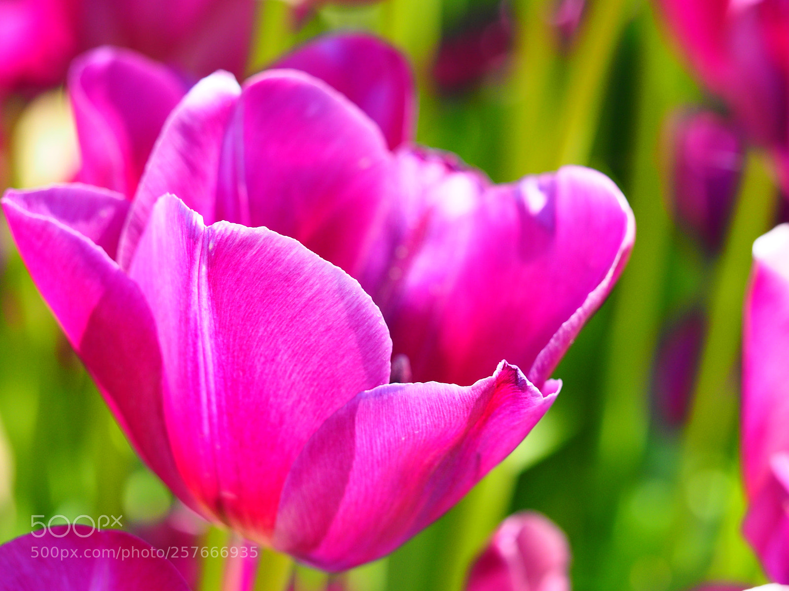 Olympus OM-D E-M1 sample photo. Flowers at tulip town photography