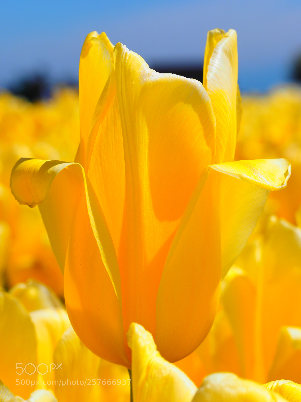 Olympus OM-D E-M1 sample photo. Flowers at tulip town photography