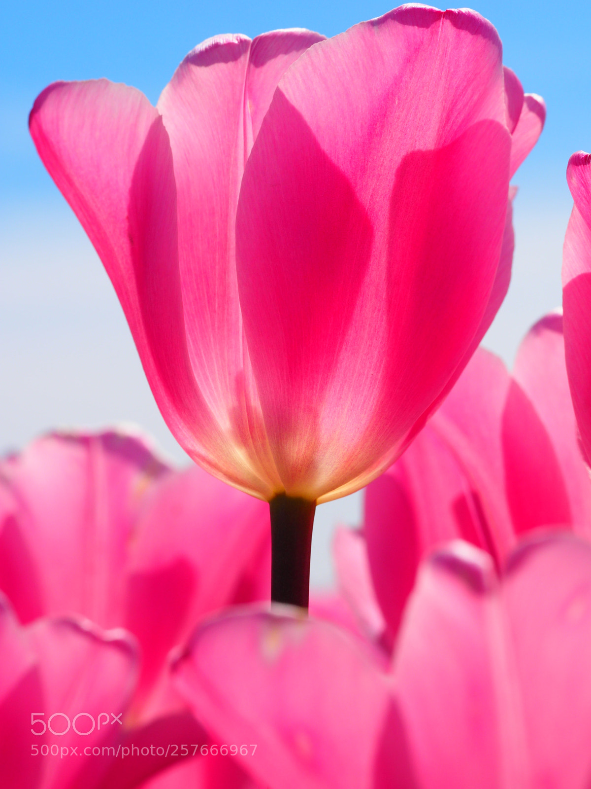 Olympus OM-D E-M1 sample photo. Flowers at tulip town photography