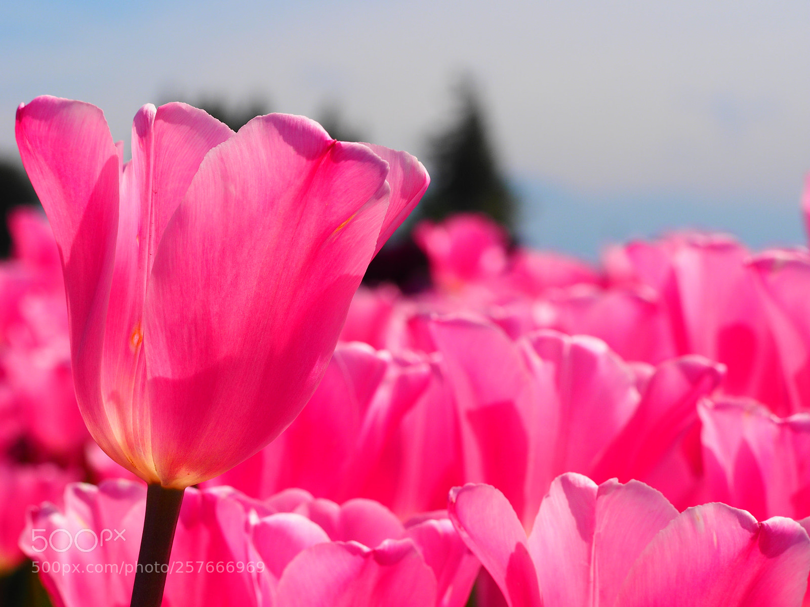 Olympus OM-D E-M1 sample photo. Flowers at tulip town photography