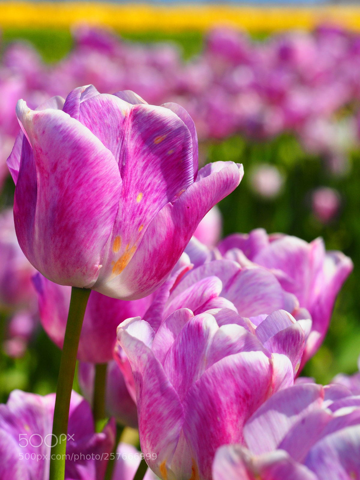 Olympus OM-D E-M1 sample photo. Flowers at tulip town photography