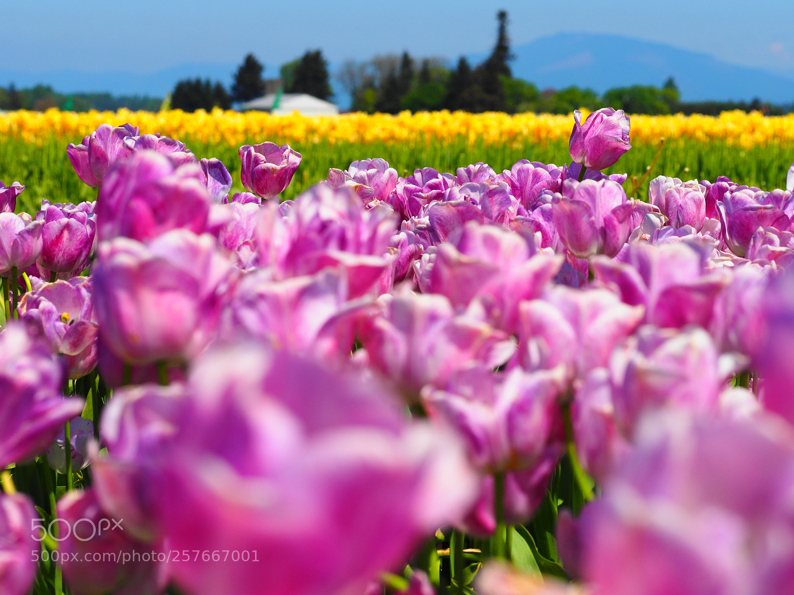 Olympus OM-D E-M1 sample photo. Flowers at tulip town photography