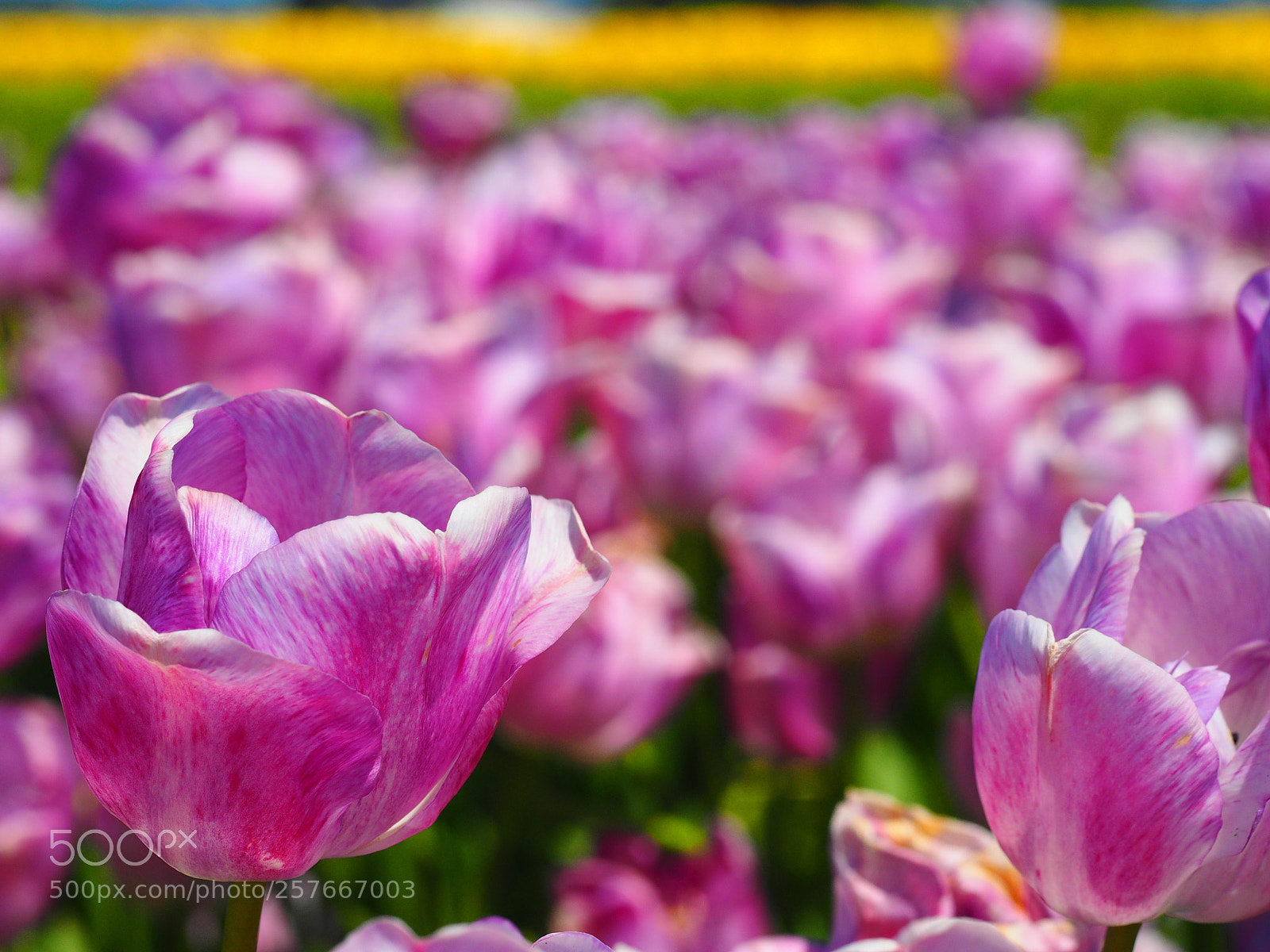 Olympus OM-D E-M1 sample photo. Flowers at tulip town photography