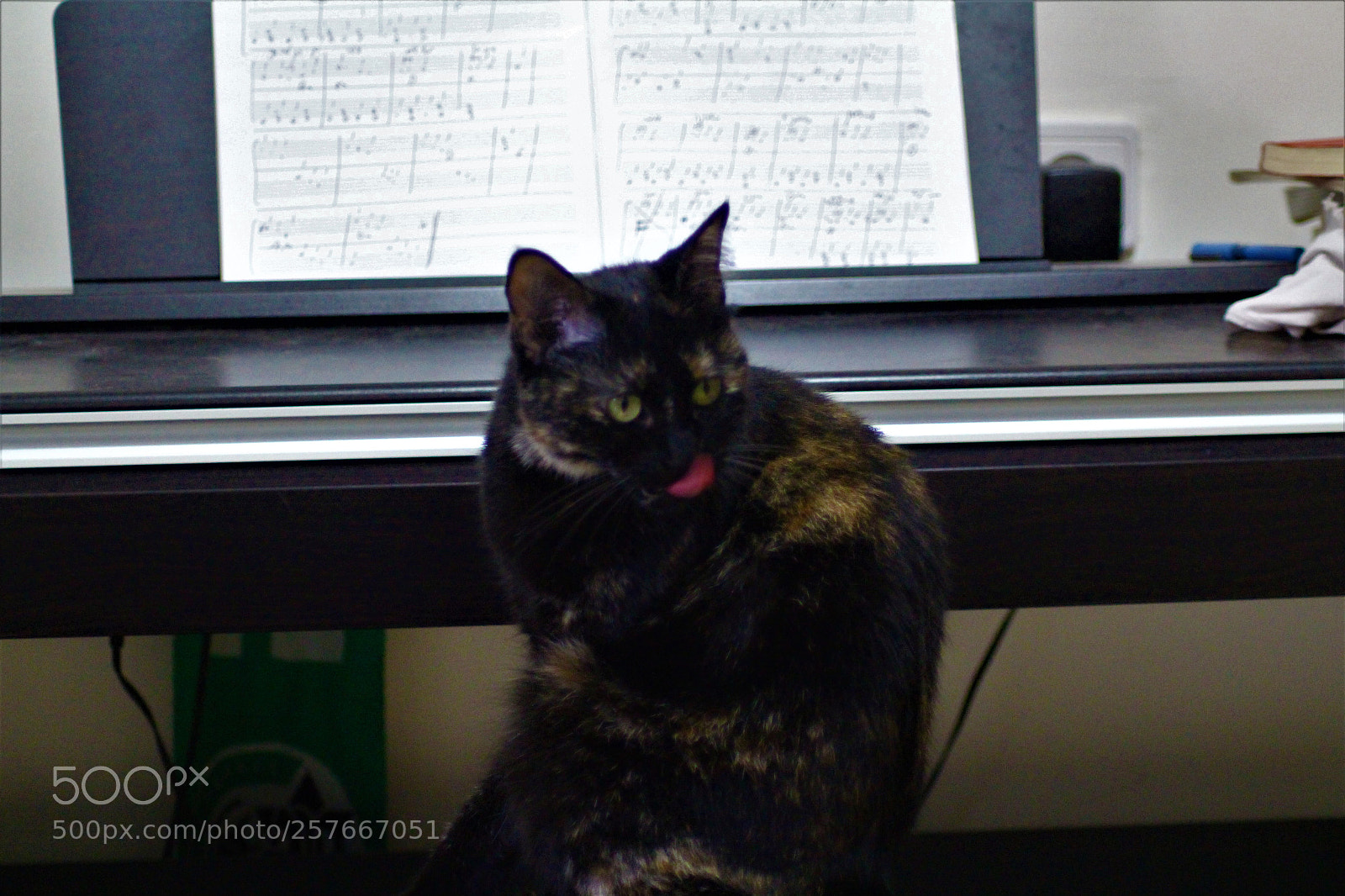 Canon EOS 700D (EOS Rebel T5i / EOS Kiss X7i) sample photo. Pianist photography