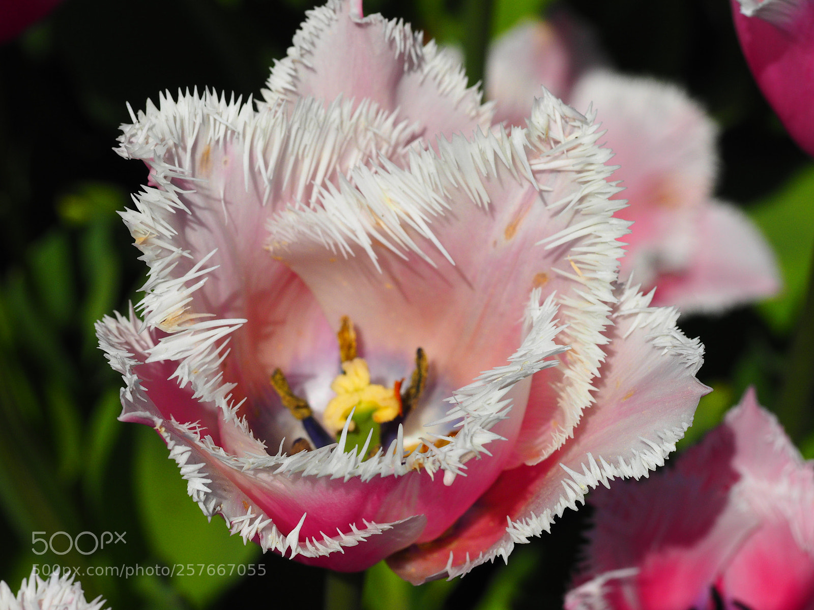 Olympus OM-D E-M1 sample photo. Flowers at tulip town photography