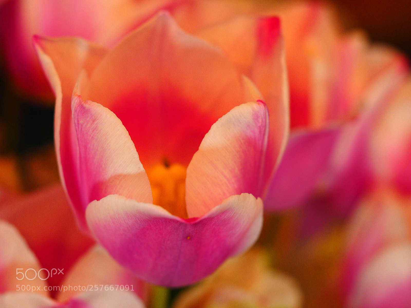 Olympus OM-D E-M1 sample photo. Flowers at tulip town photography