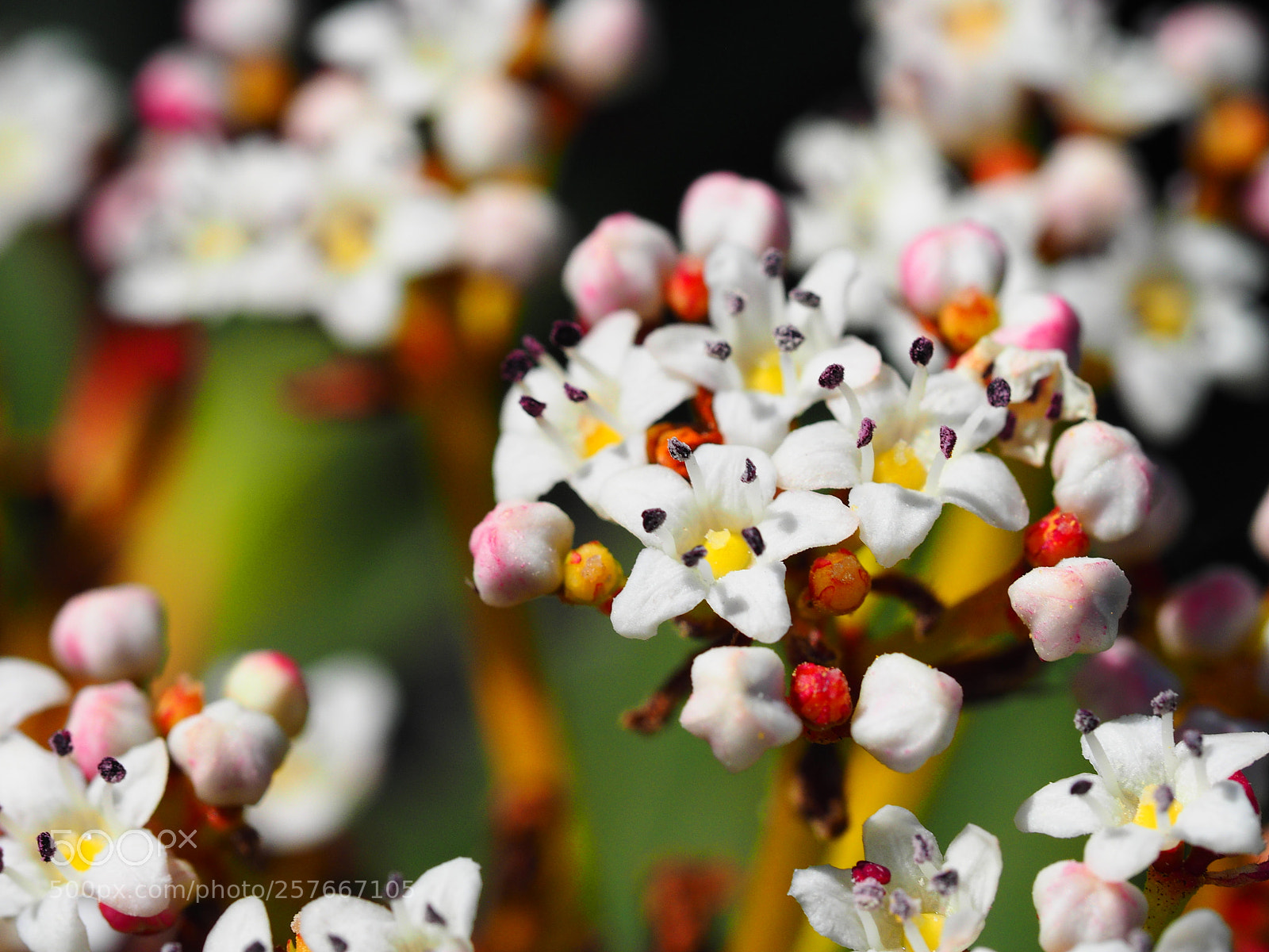 Olympus OM-D E-M1 sample photo. Flowers at tulip town photography