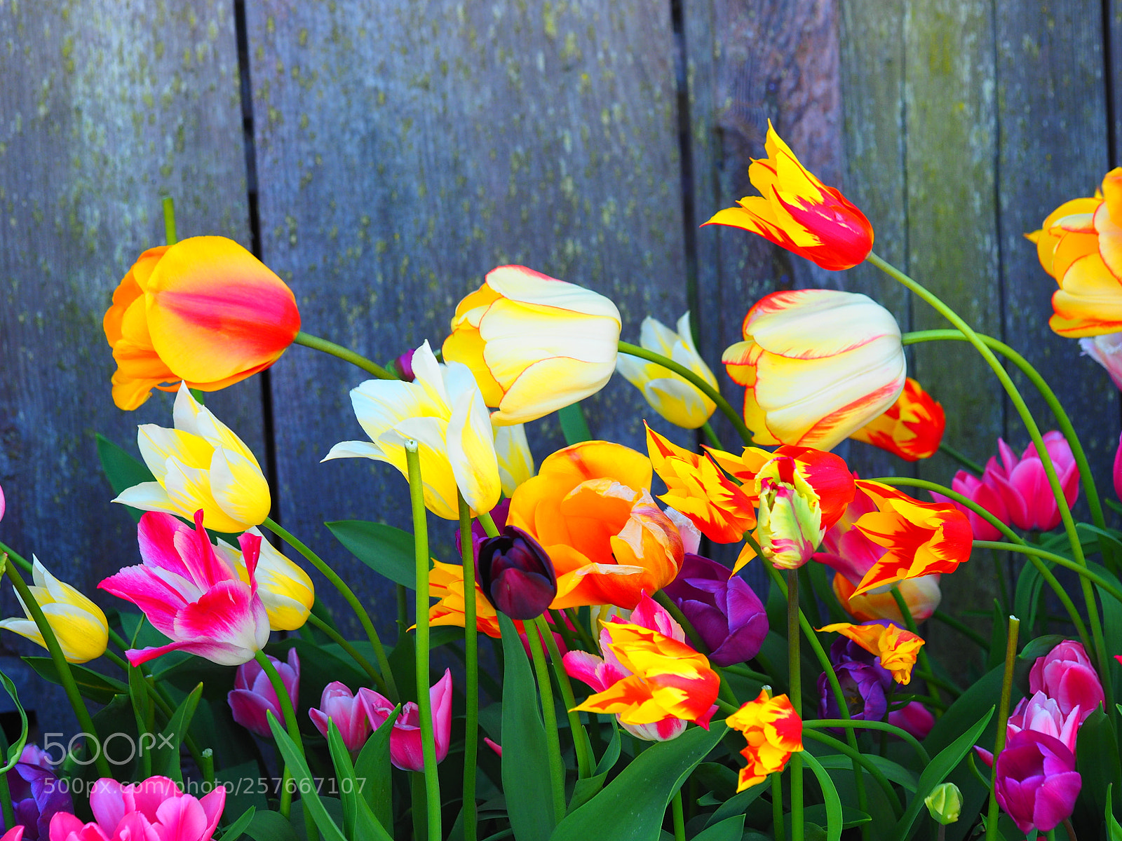 Olympus OM-D E-M1 sample photo. Flowers at tulip town photography