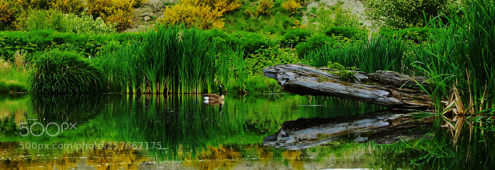 Canon EOS 6D Mark II sample photo. Reflections -- 影 photography