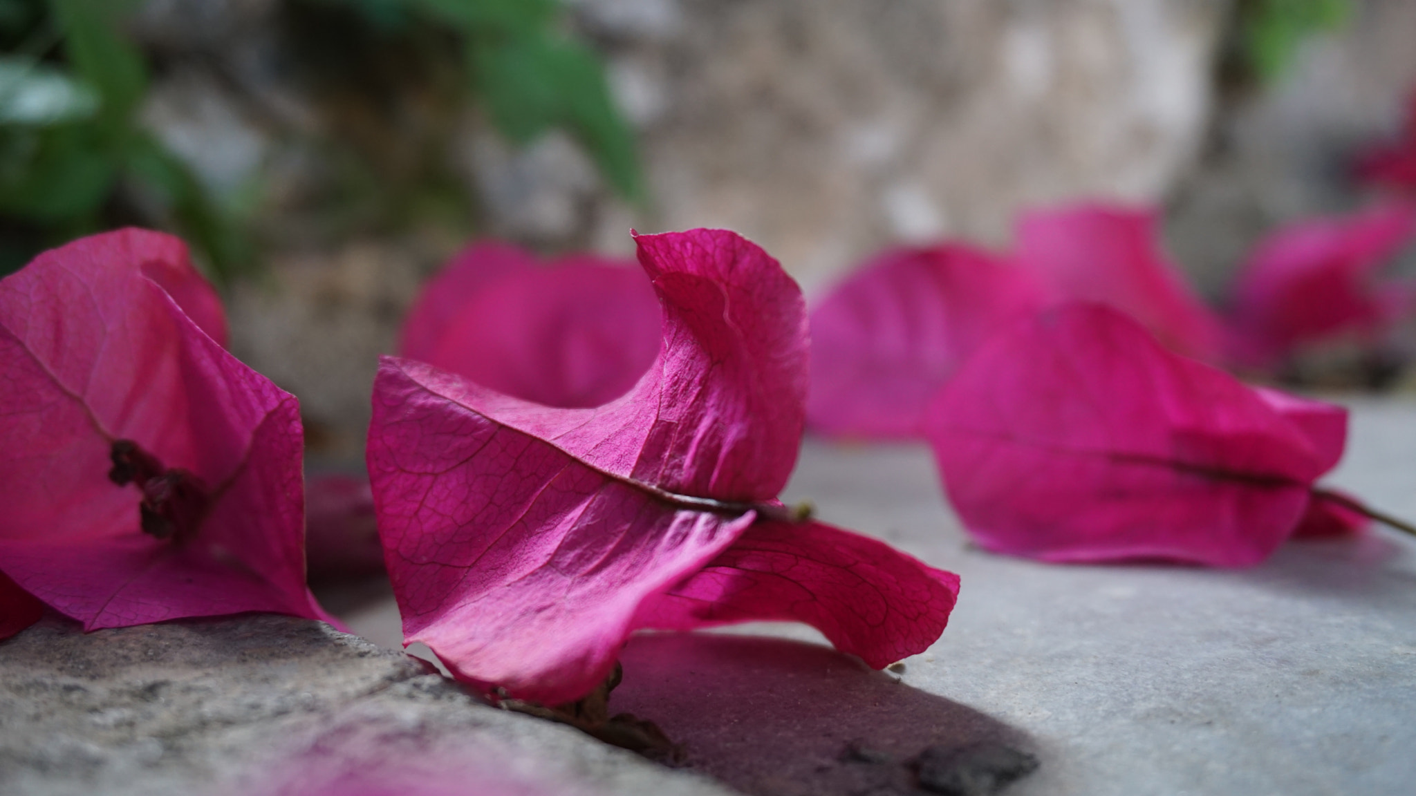 Sony a6000 + Sony E 18-50mm F4-5.6 sample photo. Pedals photography