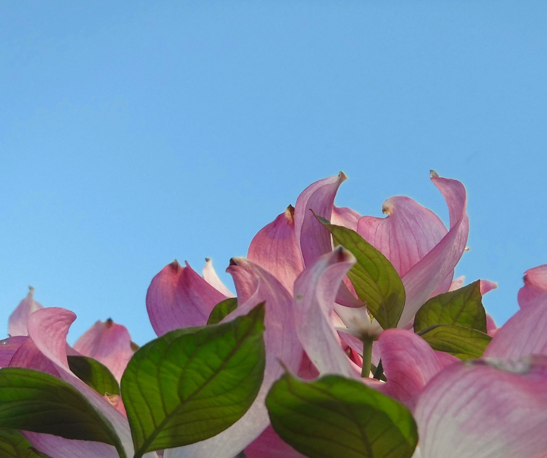 Fujifilm FinePix XP90 XP91 XP95 sample photo. Dogwood with a sky of blue photography