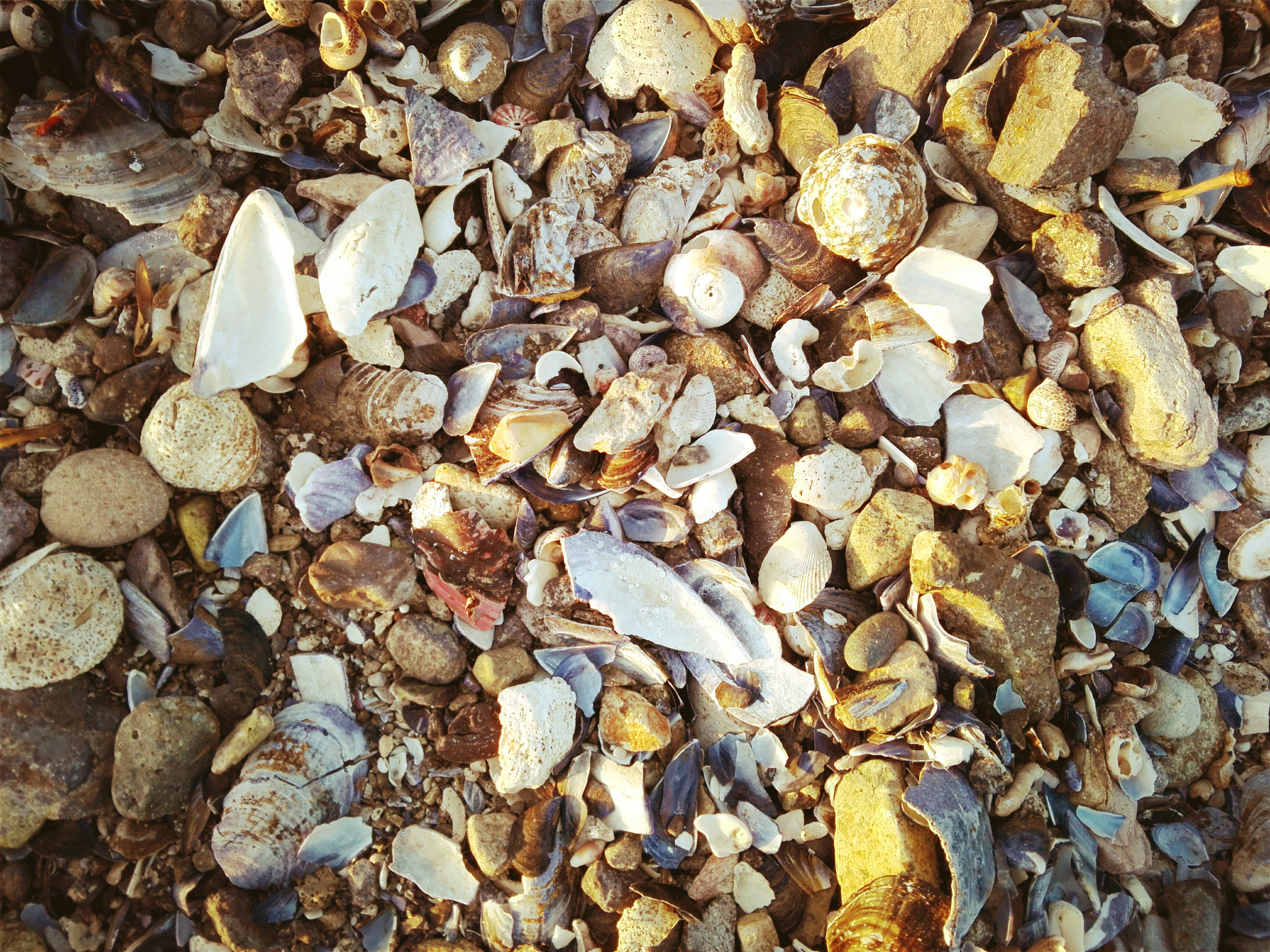 HUAWEI Y6II sample photo. Conchas photography