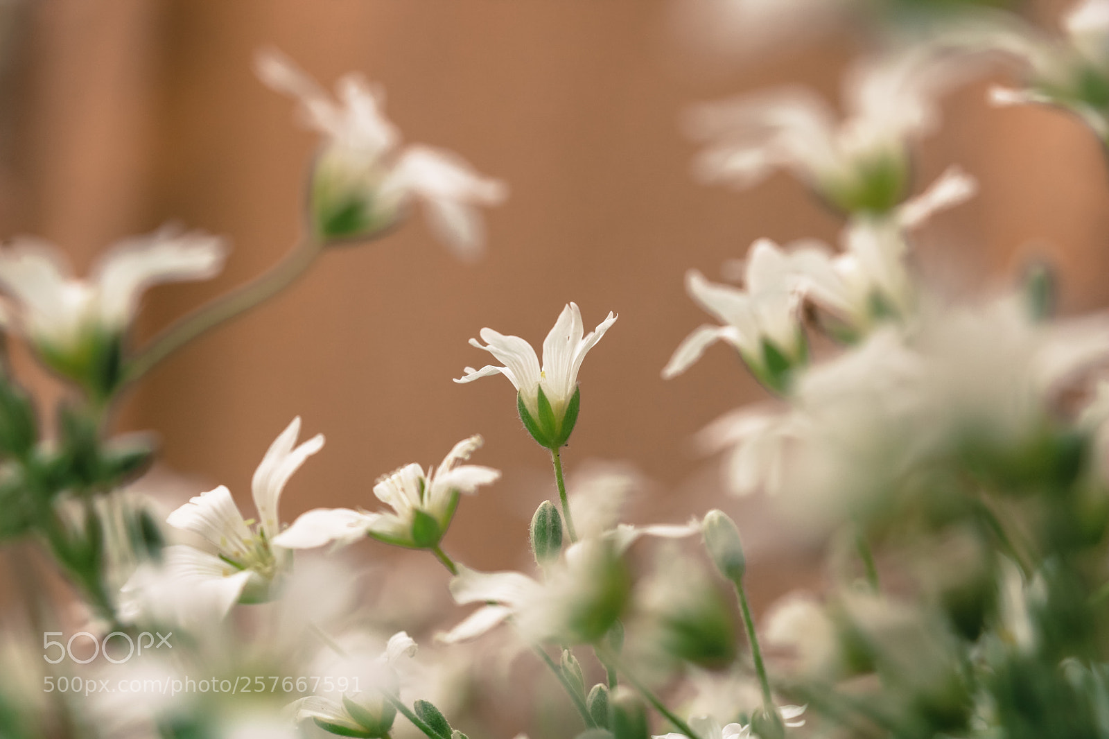 Canon EOS 760D (EOS Rebel T6s / EOS 8000D) sample photo. Lovely flowers photography