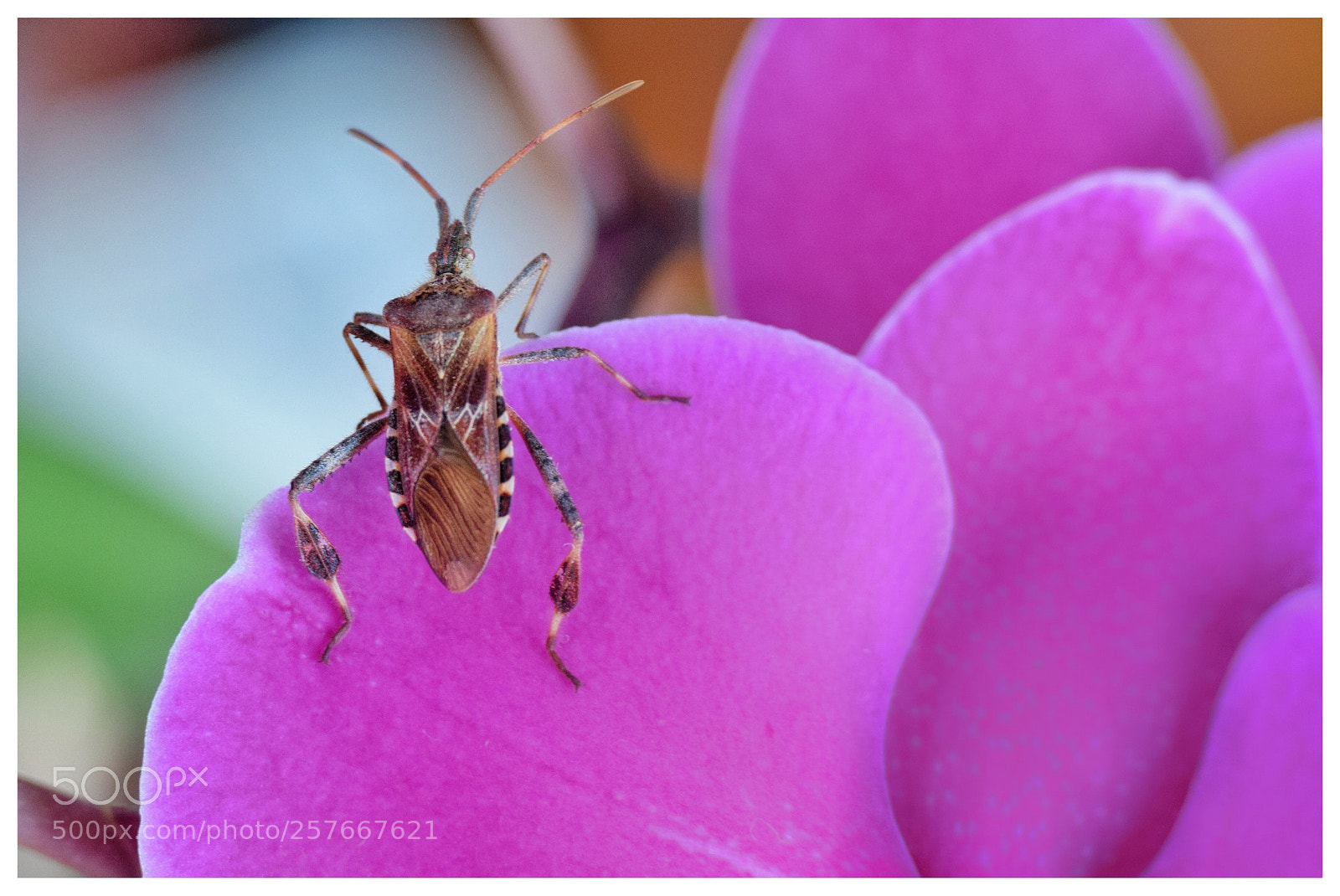 Nikon D3300 sample photo. Insect  photography