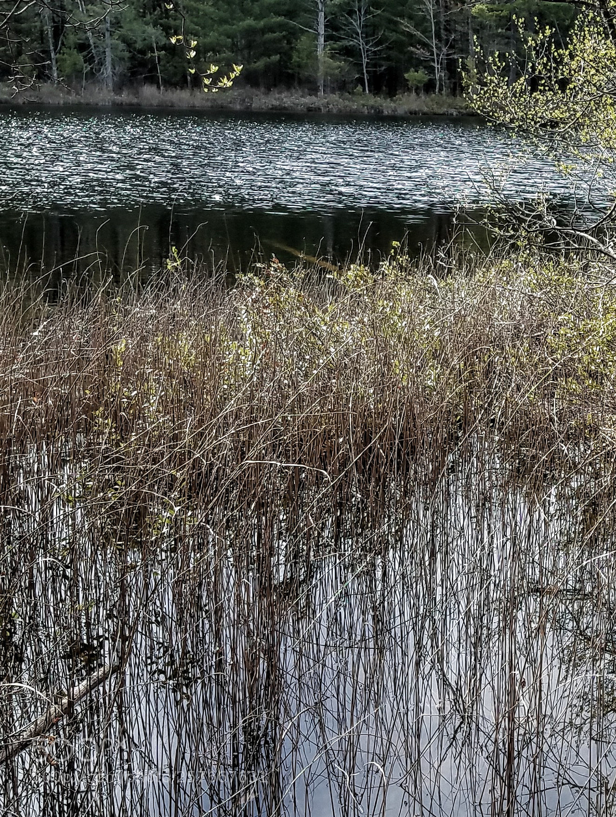 Samsung Galaxy S7 Edge sample photo. Dividing the water photography