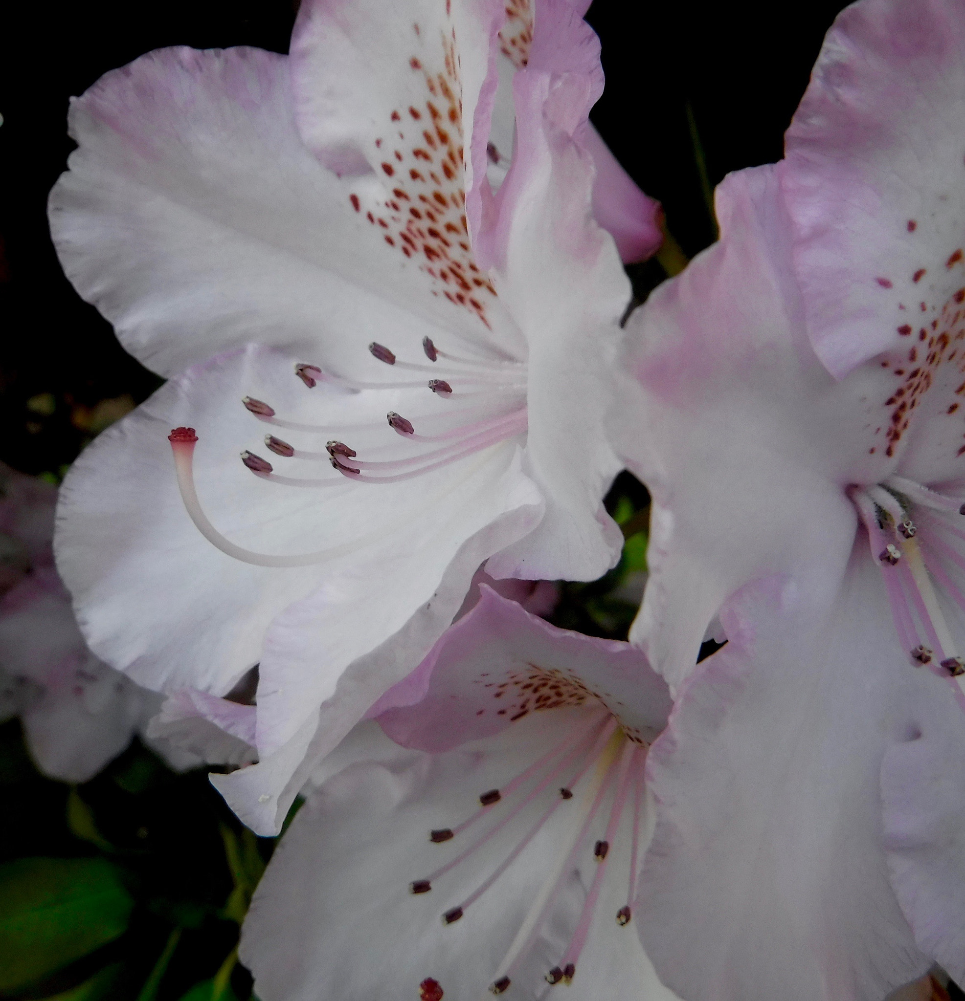 Fujifilm FinePix XP90 XP91 XP95 sample photo. From my neighbor's yard photography