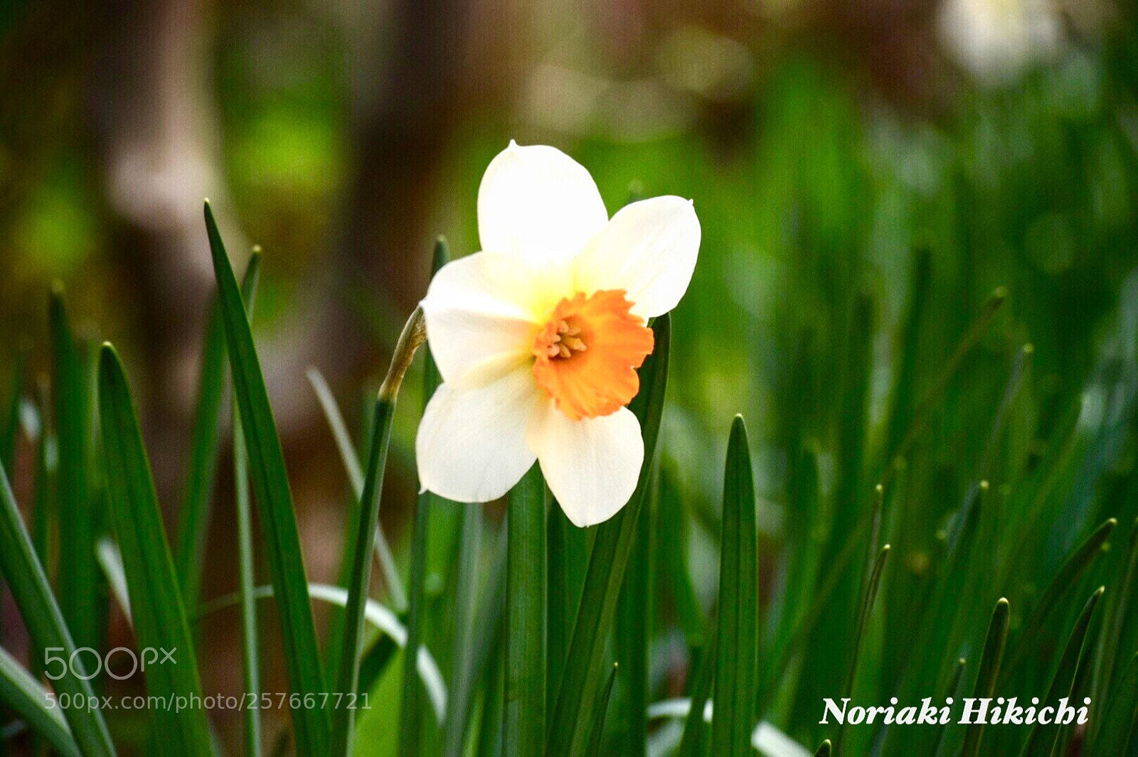 Nikon D5300 sample photo. Untitled photography