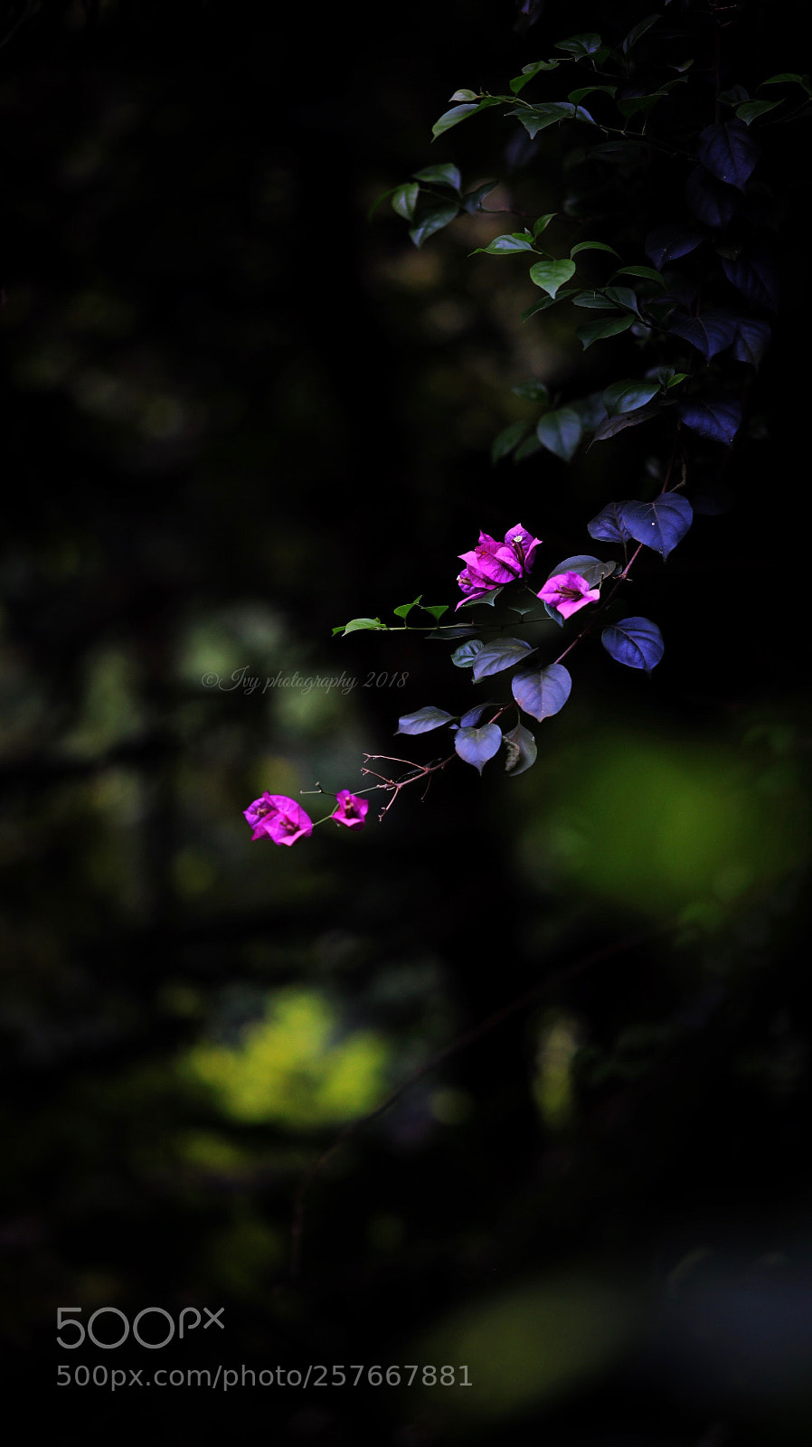 Canon EOS 5D Mark IV sample photo. Untitled photography