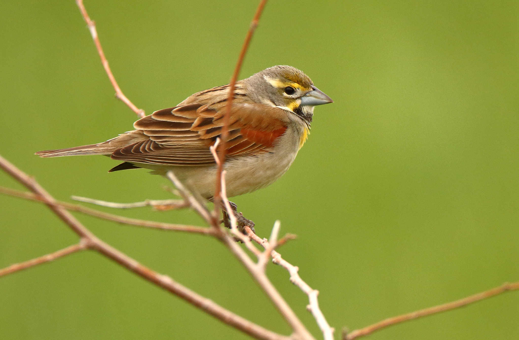 Tamron SP 150-600mm F5-6.3 Di VC USD sample photo. Dickcissel photography